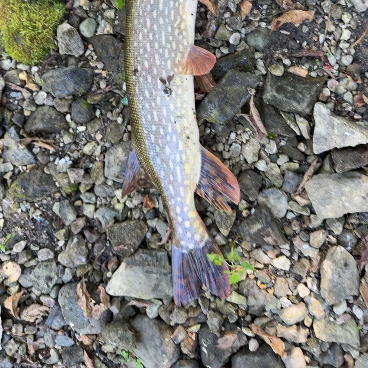 Northern pike caught on Fishbrain