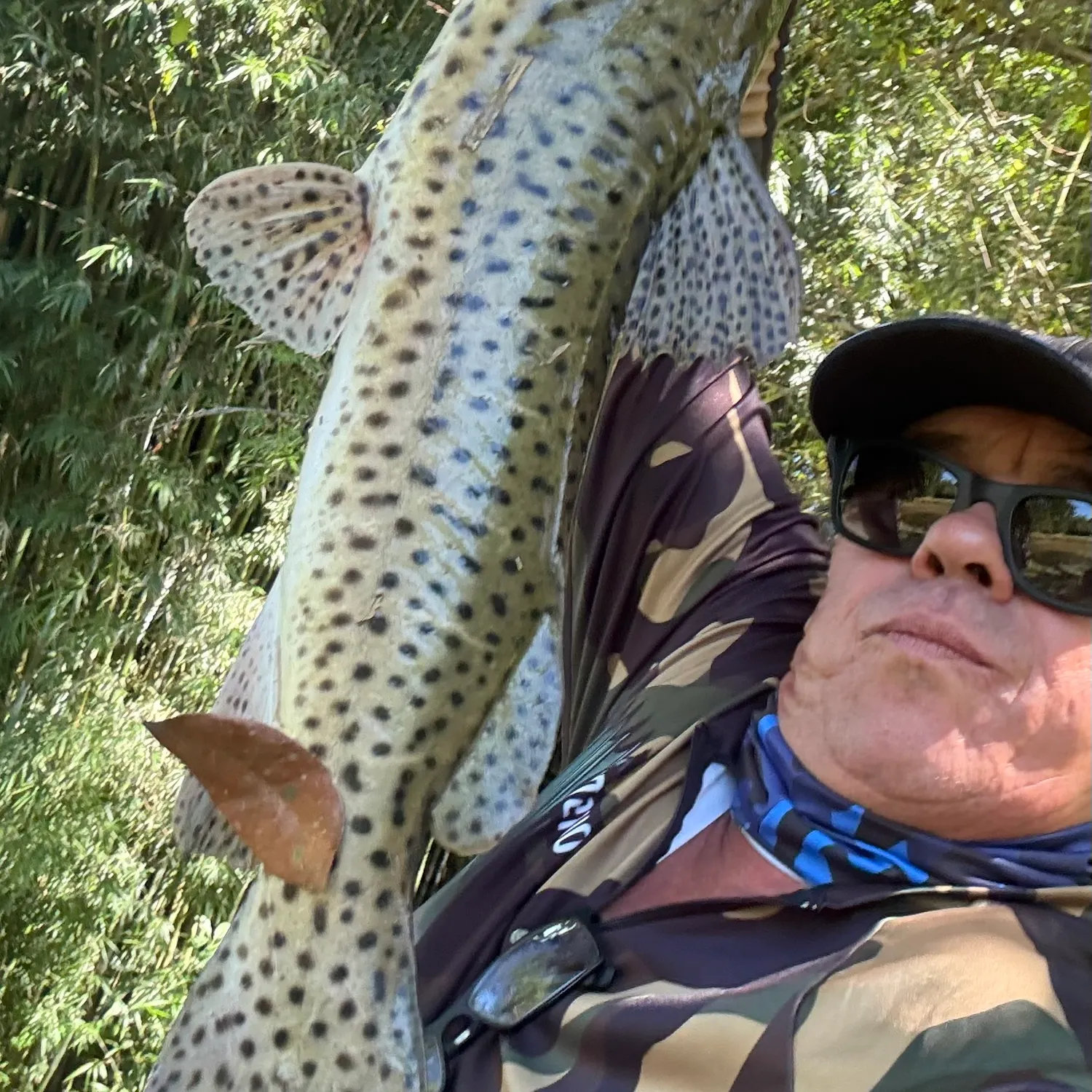 The most recent Spotted sorubim catches on Fishbrain