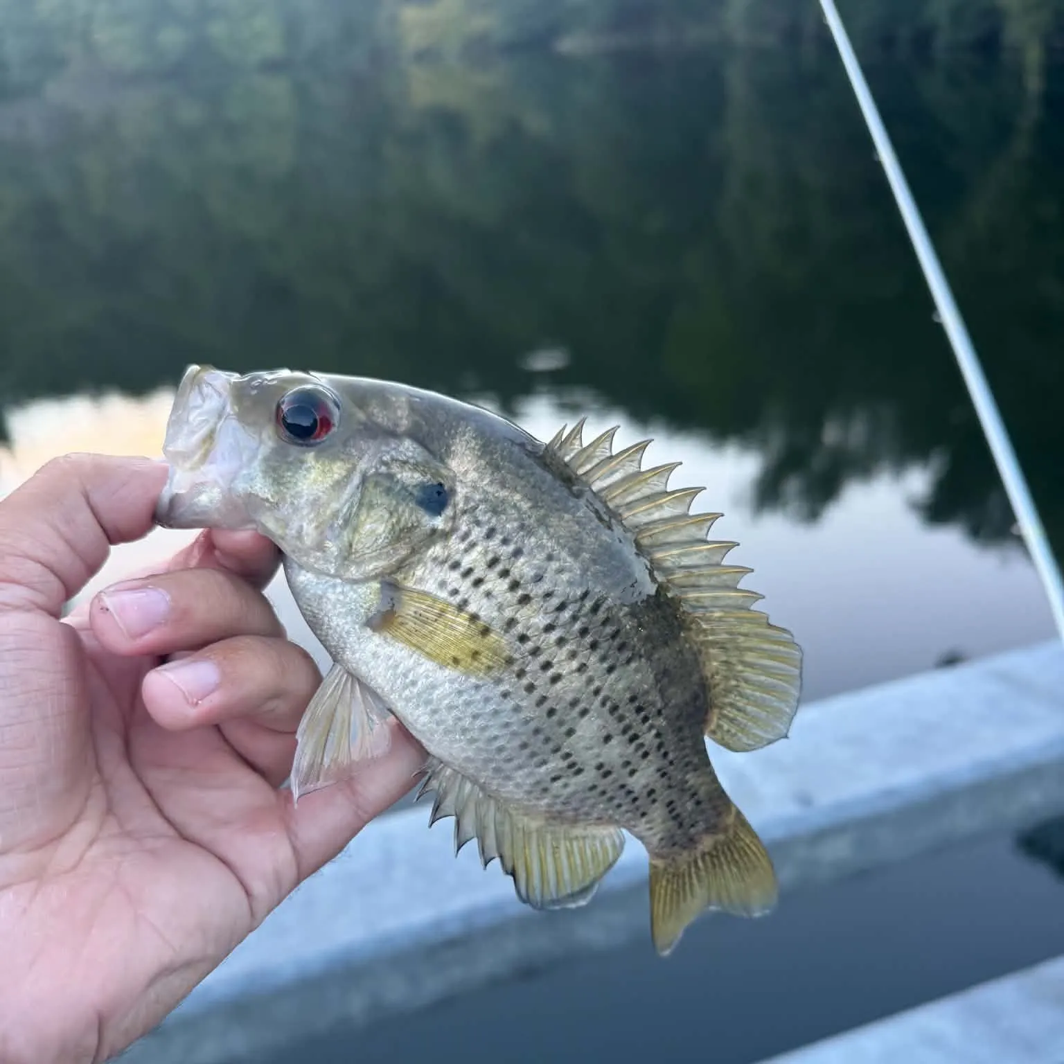 Rock bass caught on Fishbrain