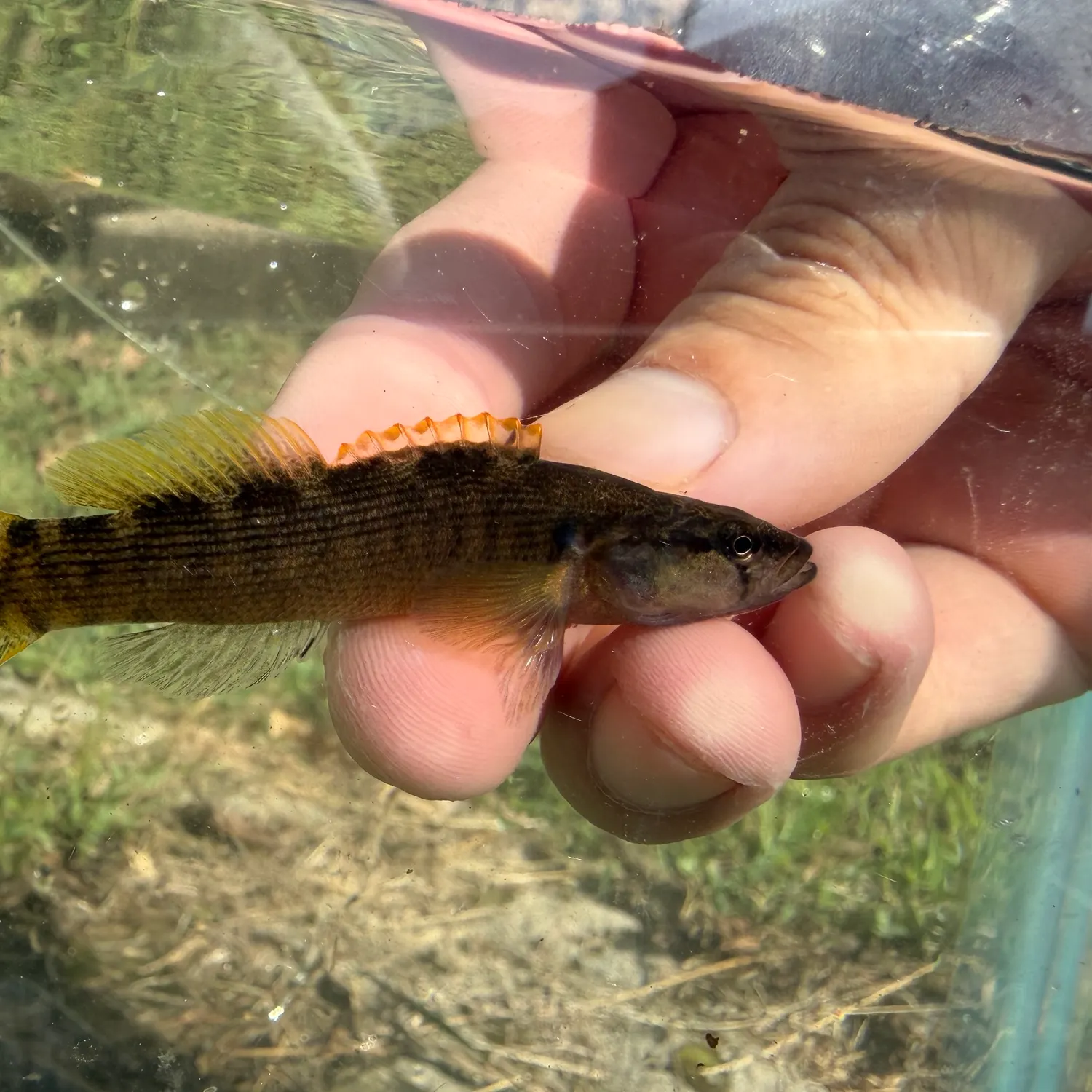 The most recent Fantail darter catches on Fishbrain
