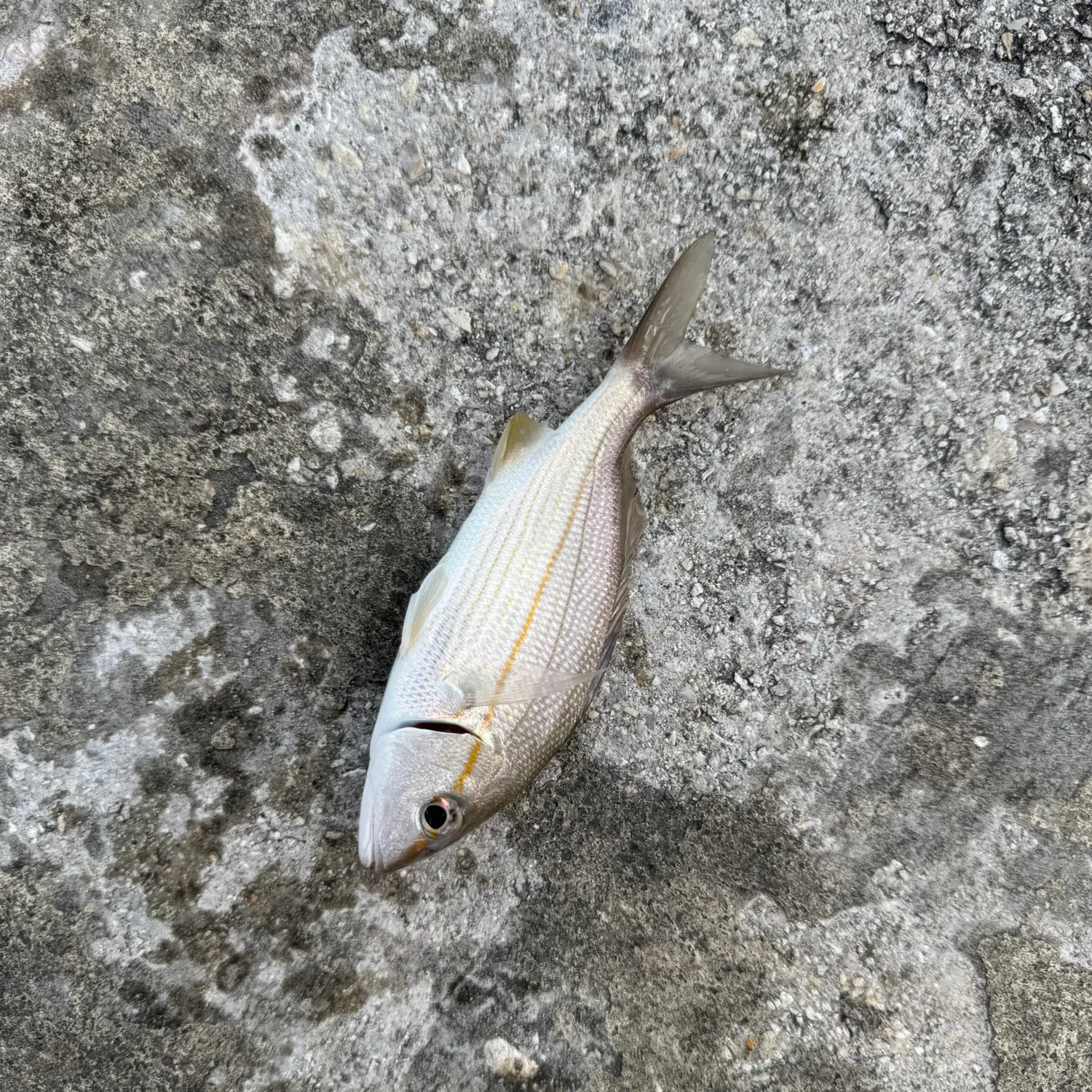 The most recent Tomtate grunt catches on Fishbrain