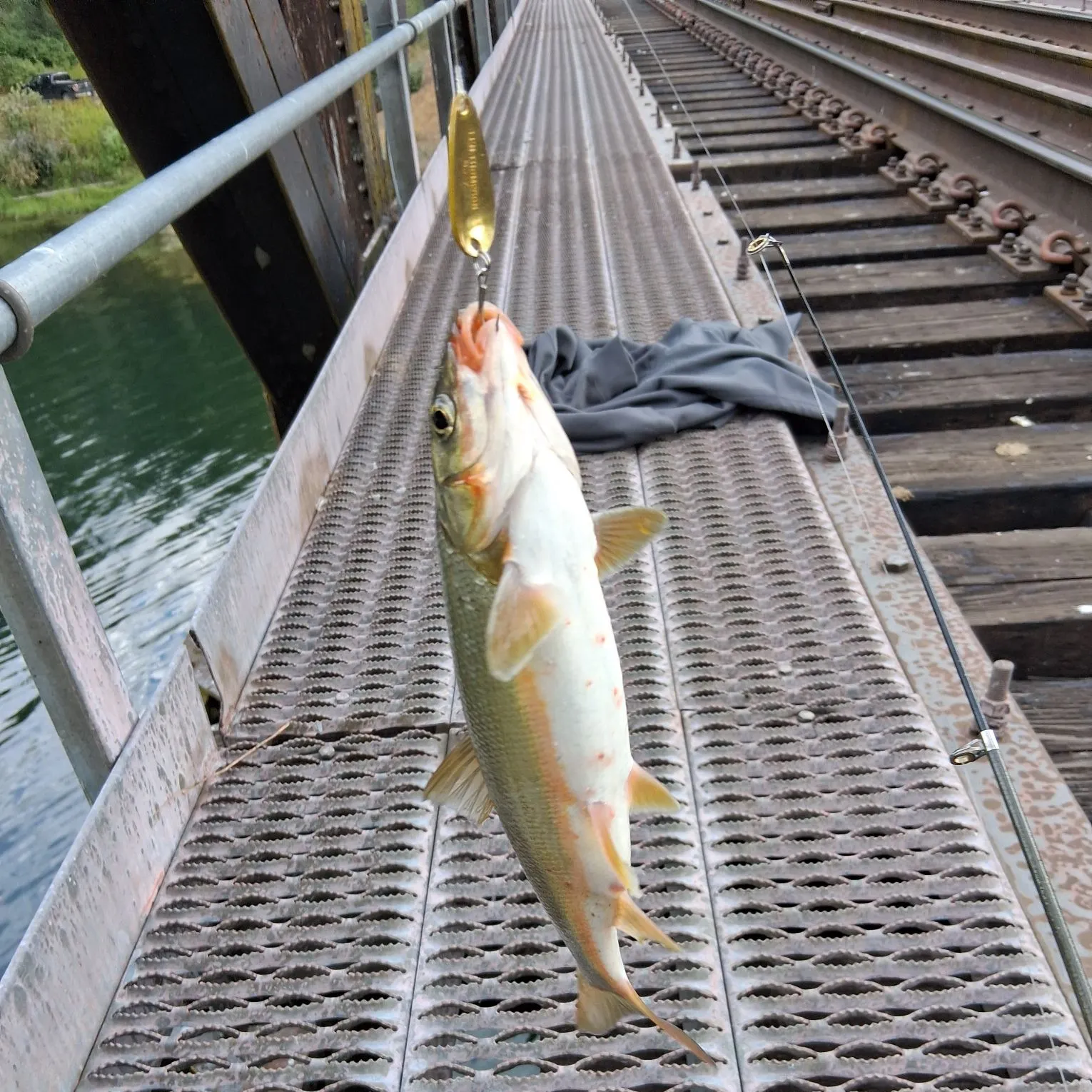 Fish caught on Fishbrain