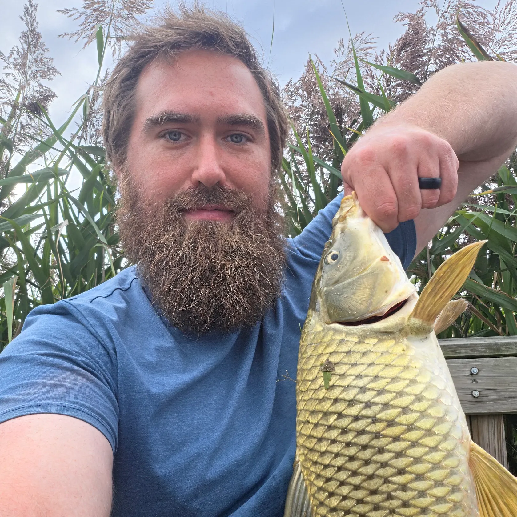 Common carp caught on Fishbrain