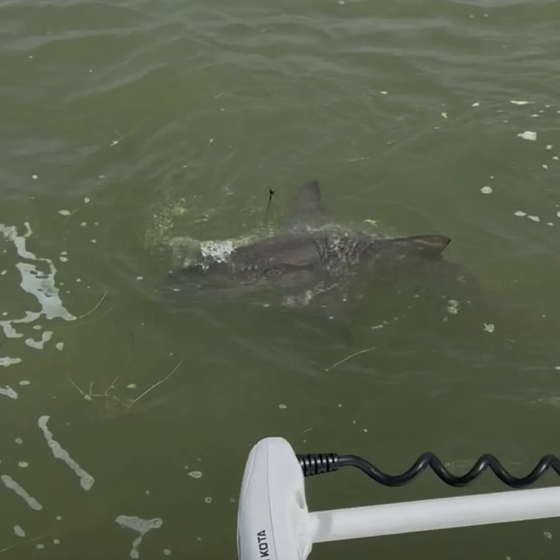 The most recent Lemon shark catches on Fishbrain