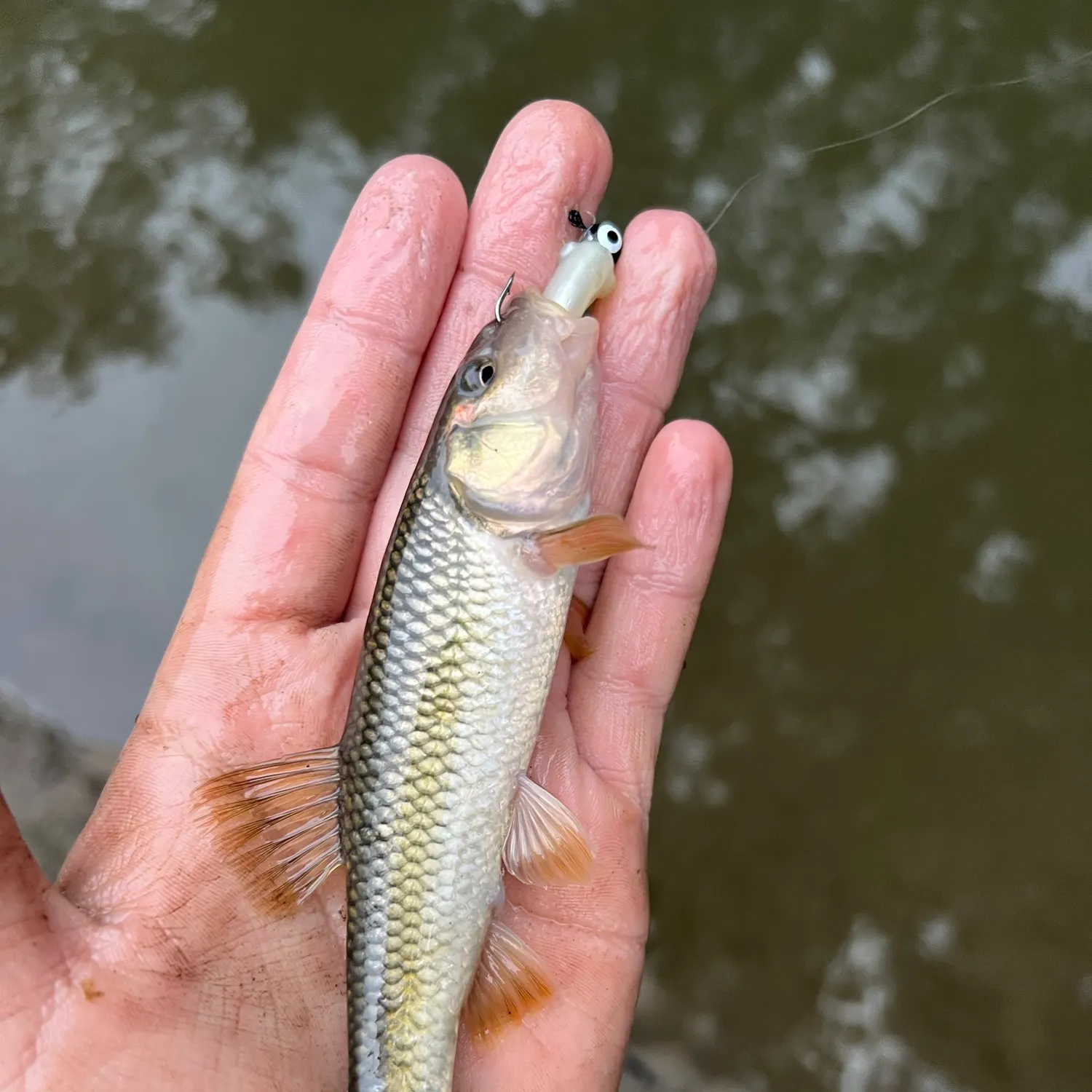 Hornyhead chub caught on Fishbrain