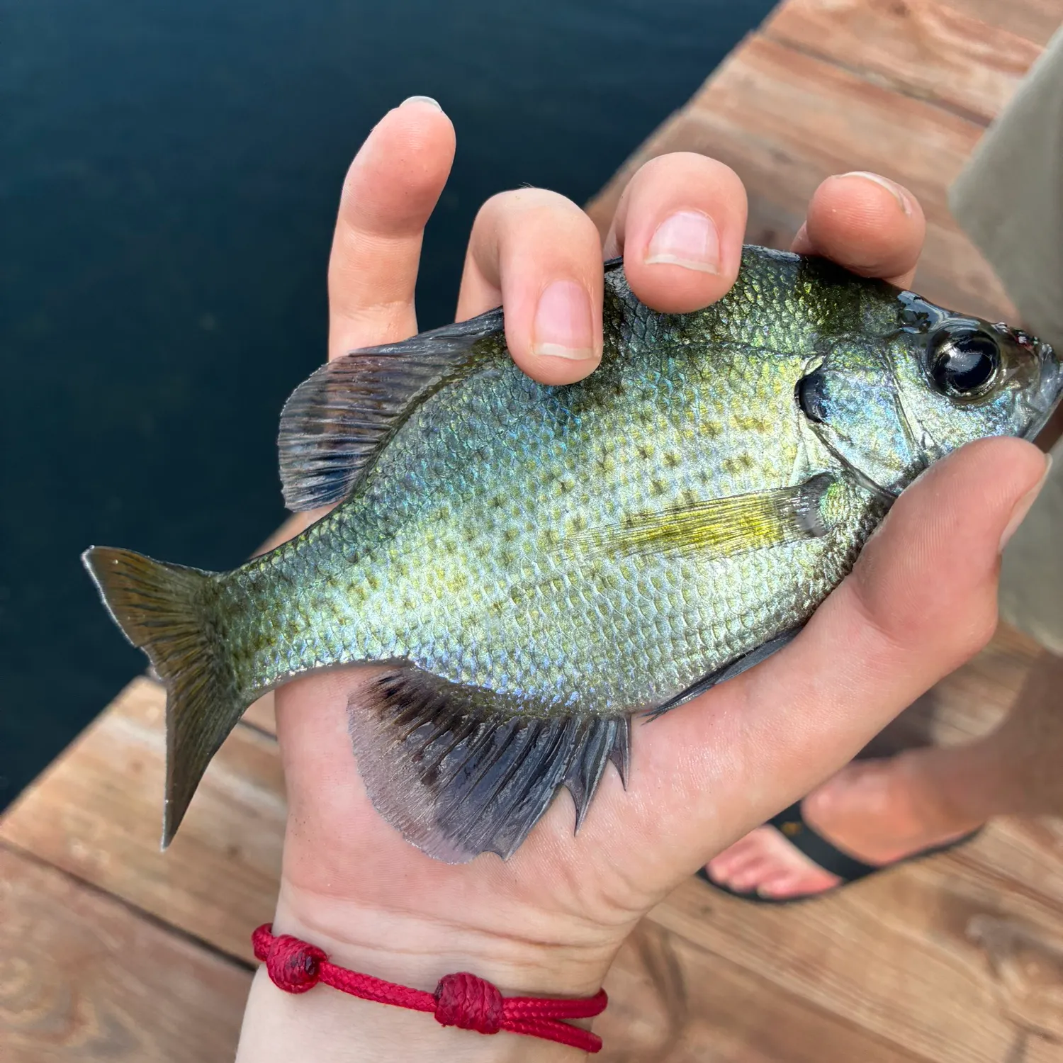 Bluegill caught on Fishbrain