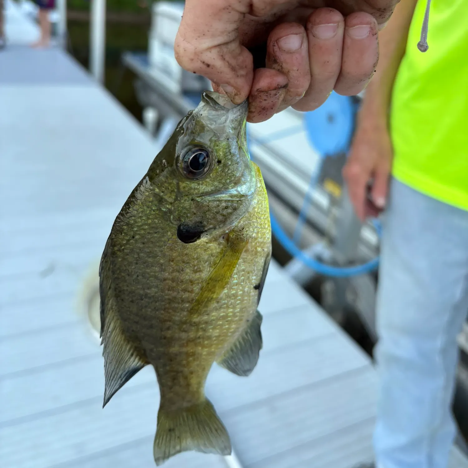 Bluegill caught on Fishbrain