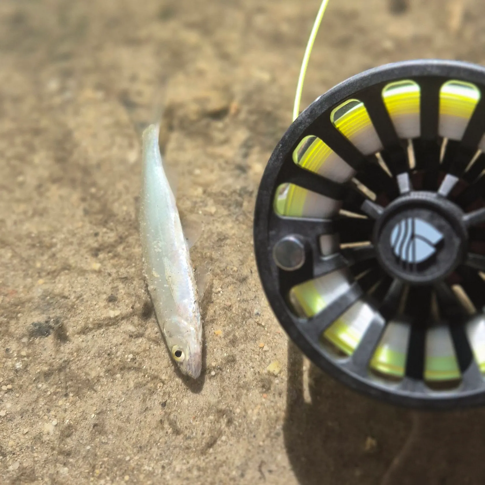 The most recent Iberian nase catches on Fishbrain