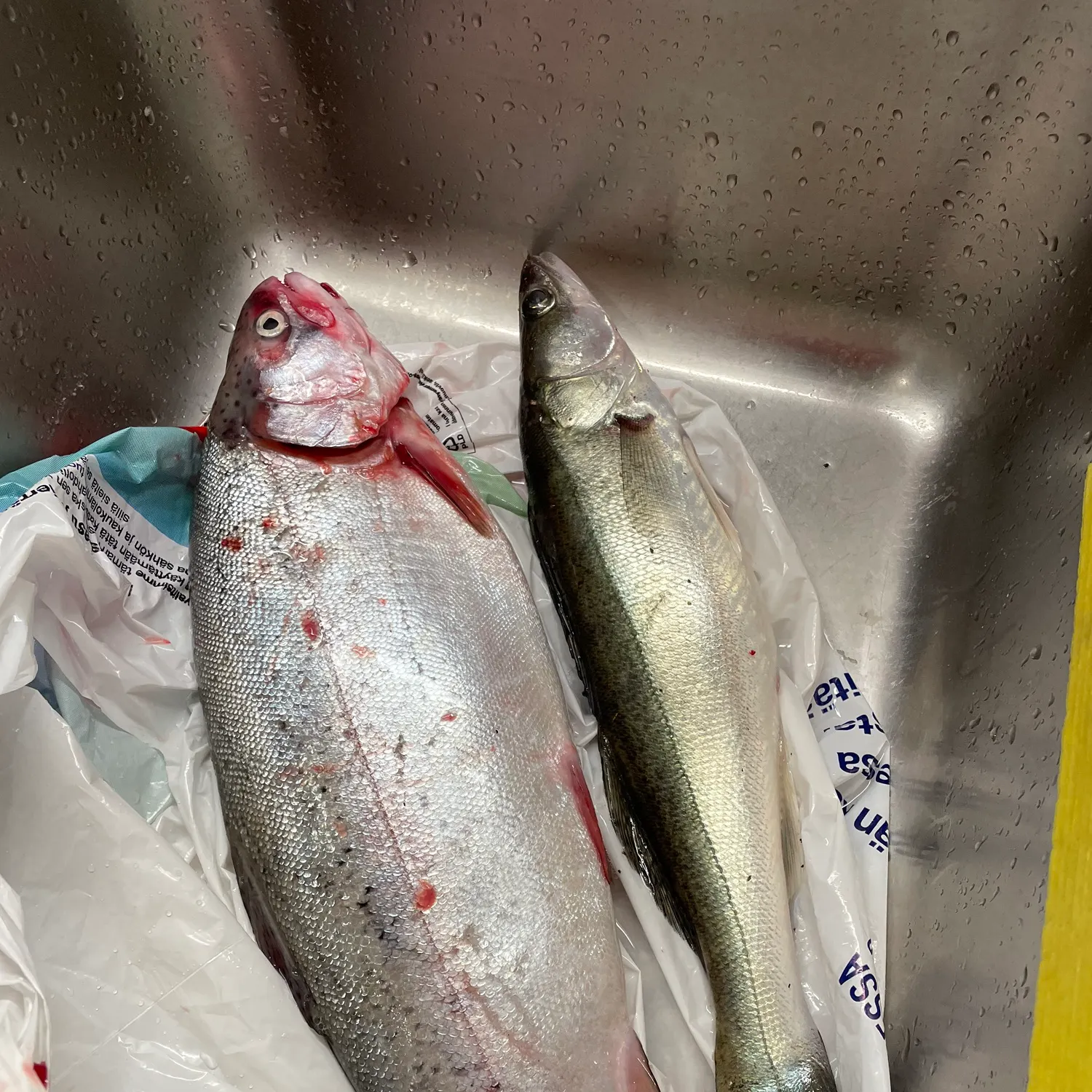 recently logged catches