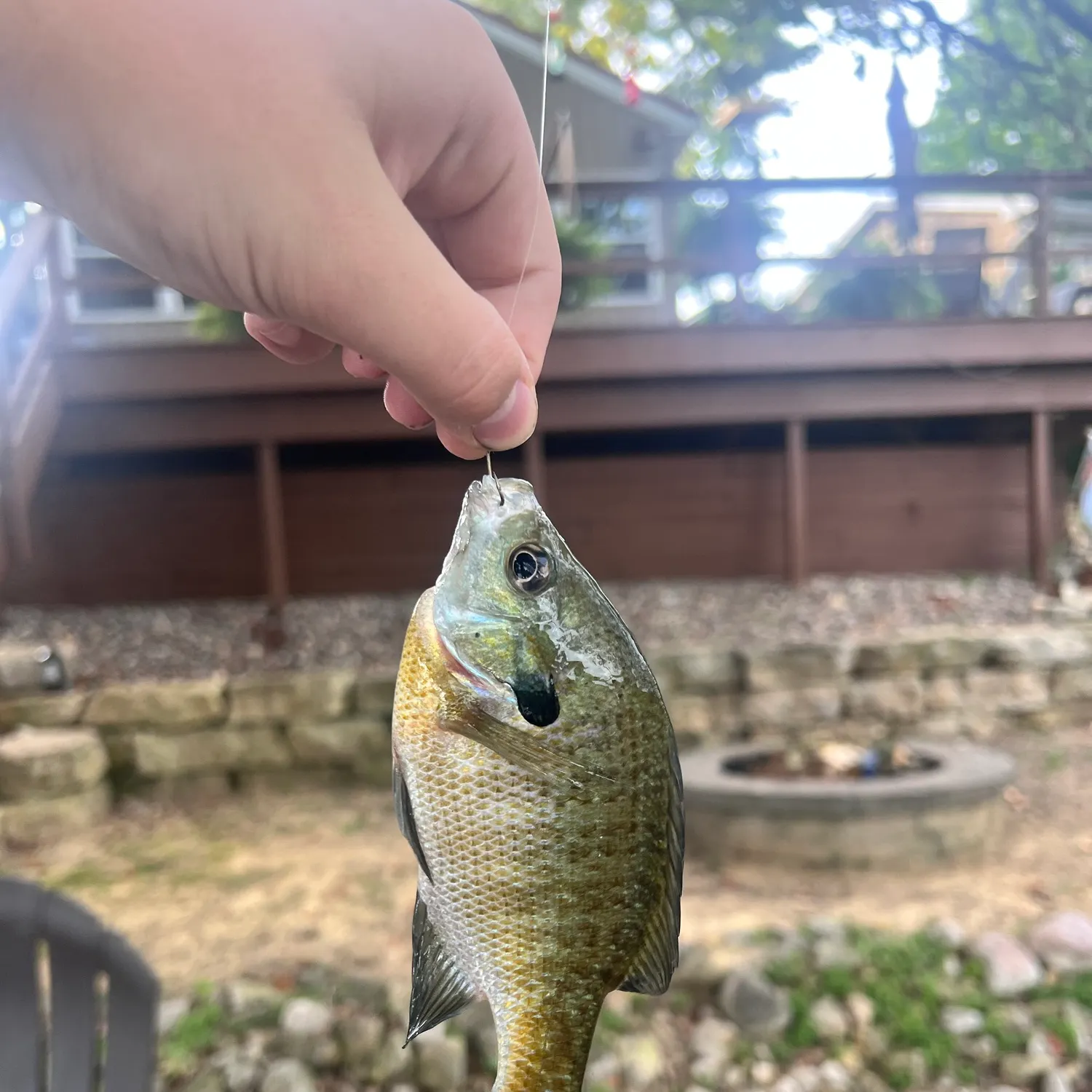 Bluegill caught on Fishbrain