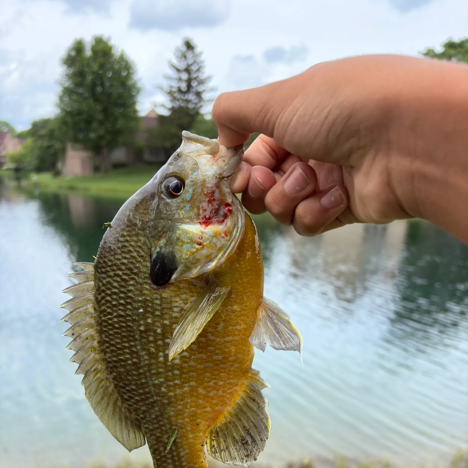 Greengill hybrid caught on Fishbrain