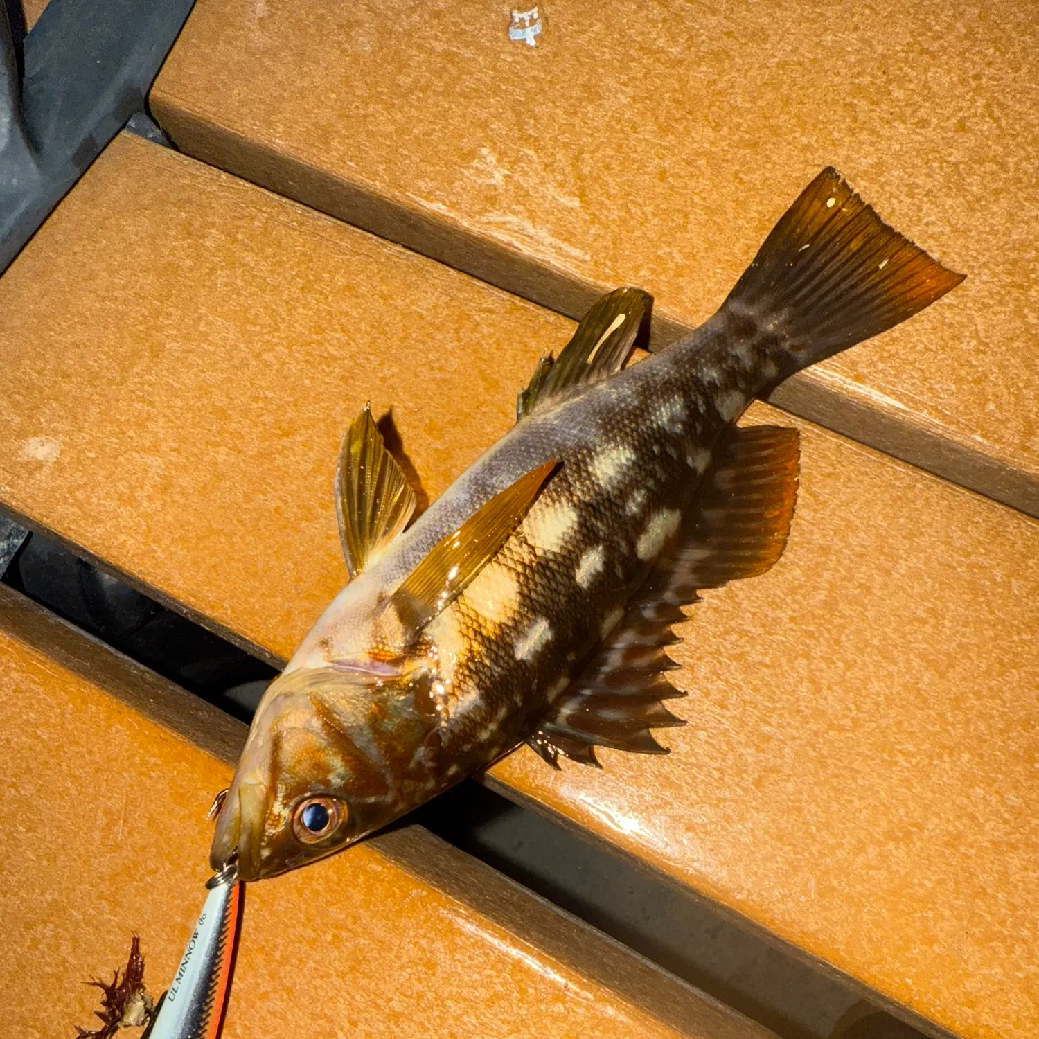 The most recent Kelp bass catches on Fishbrain