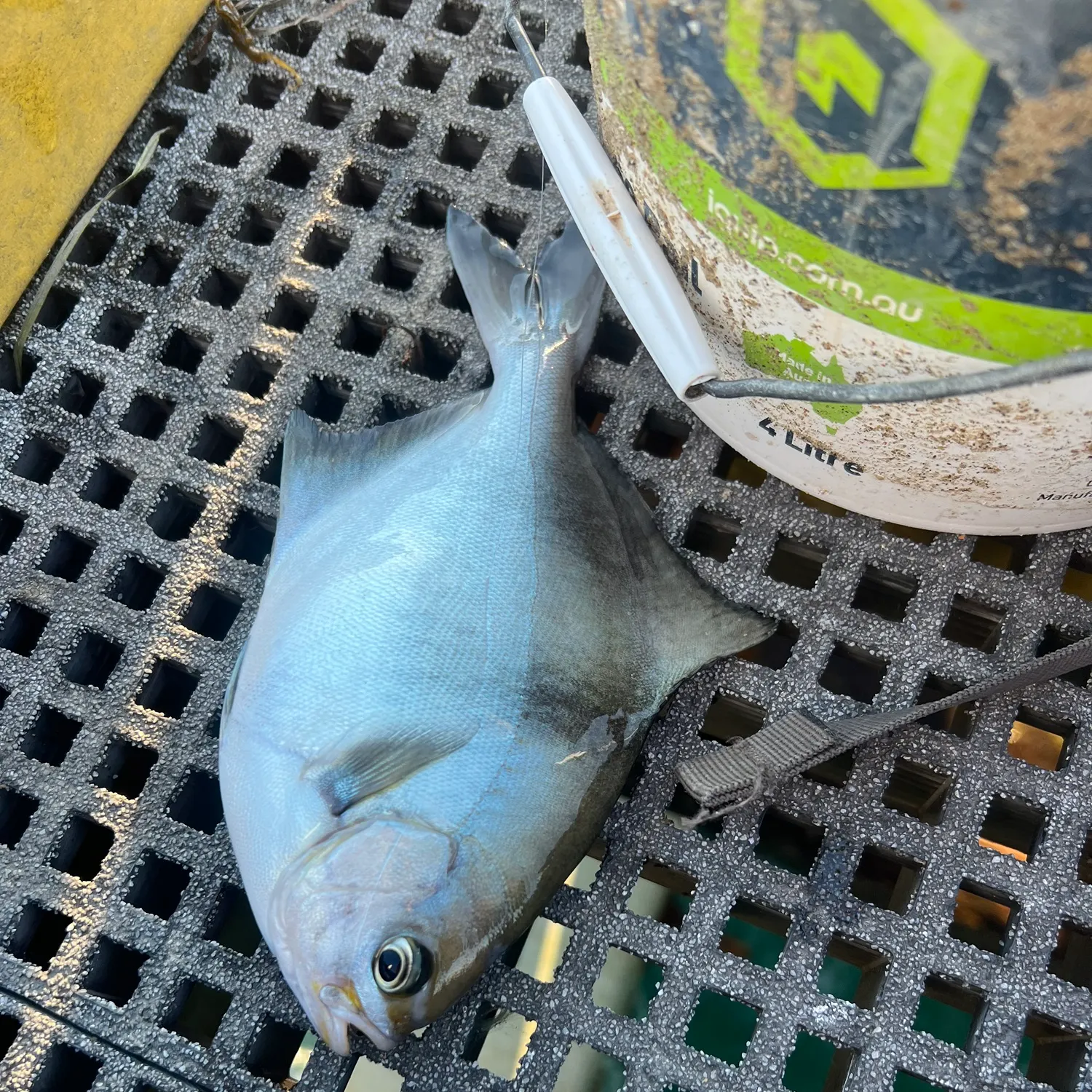 The most recent Sea sweep catches on Fishbrain