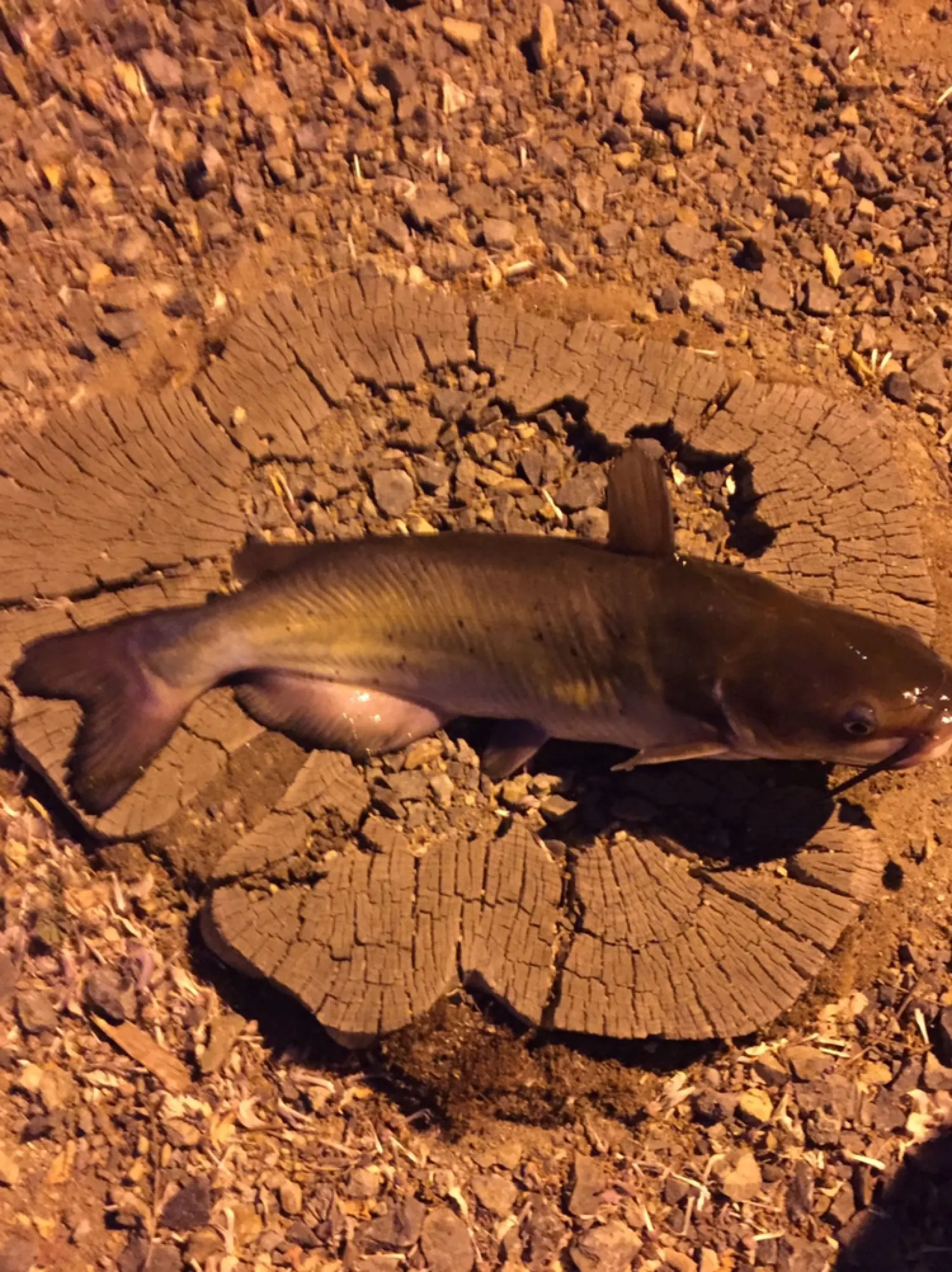 Post image from AgentS19