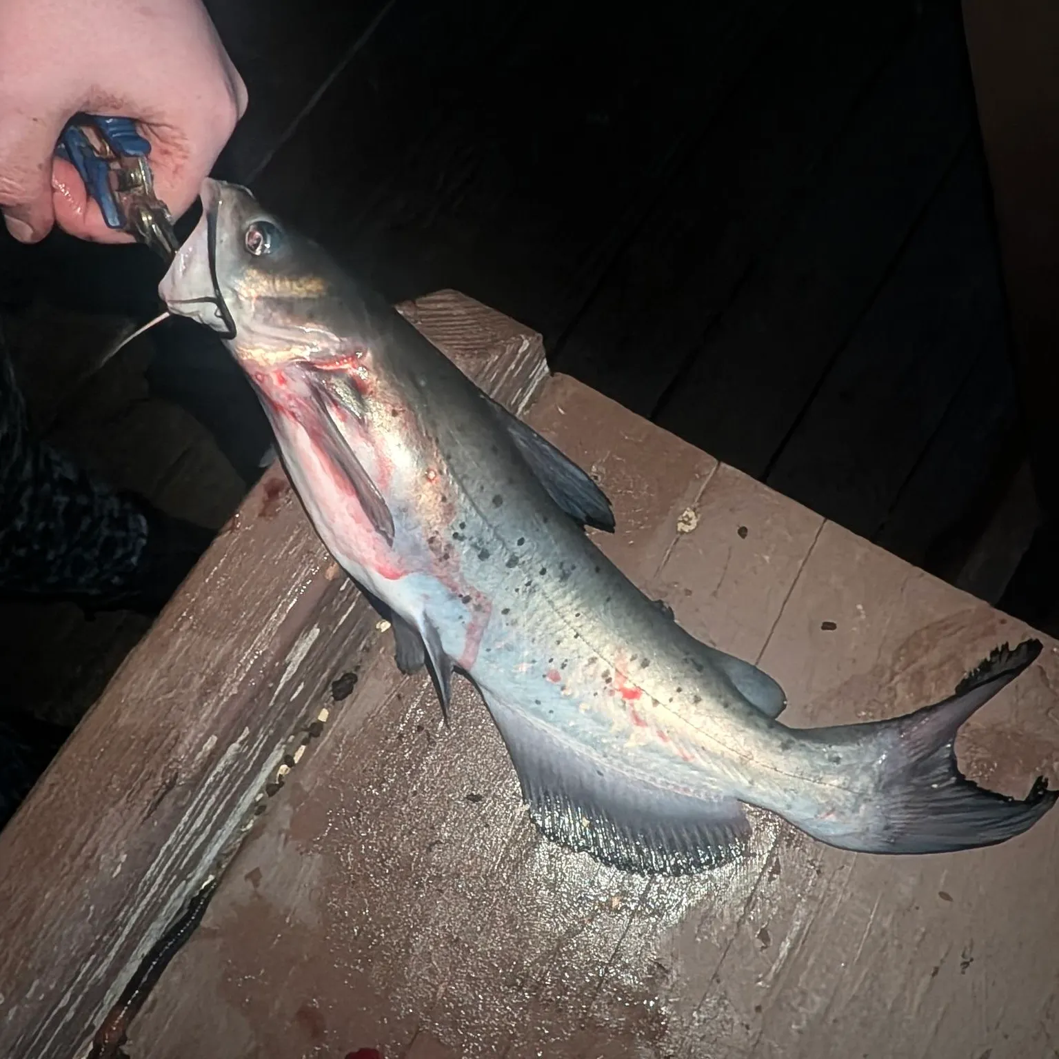 Channel catfish caught on Fishbrain