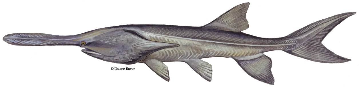 Paddlefish