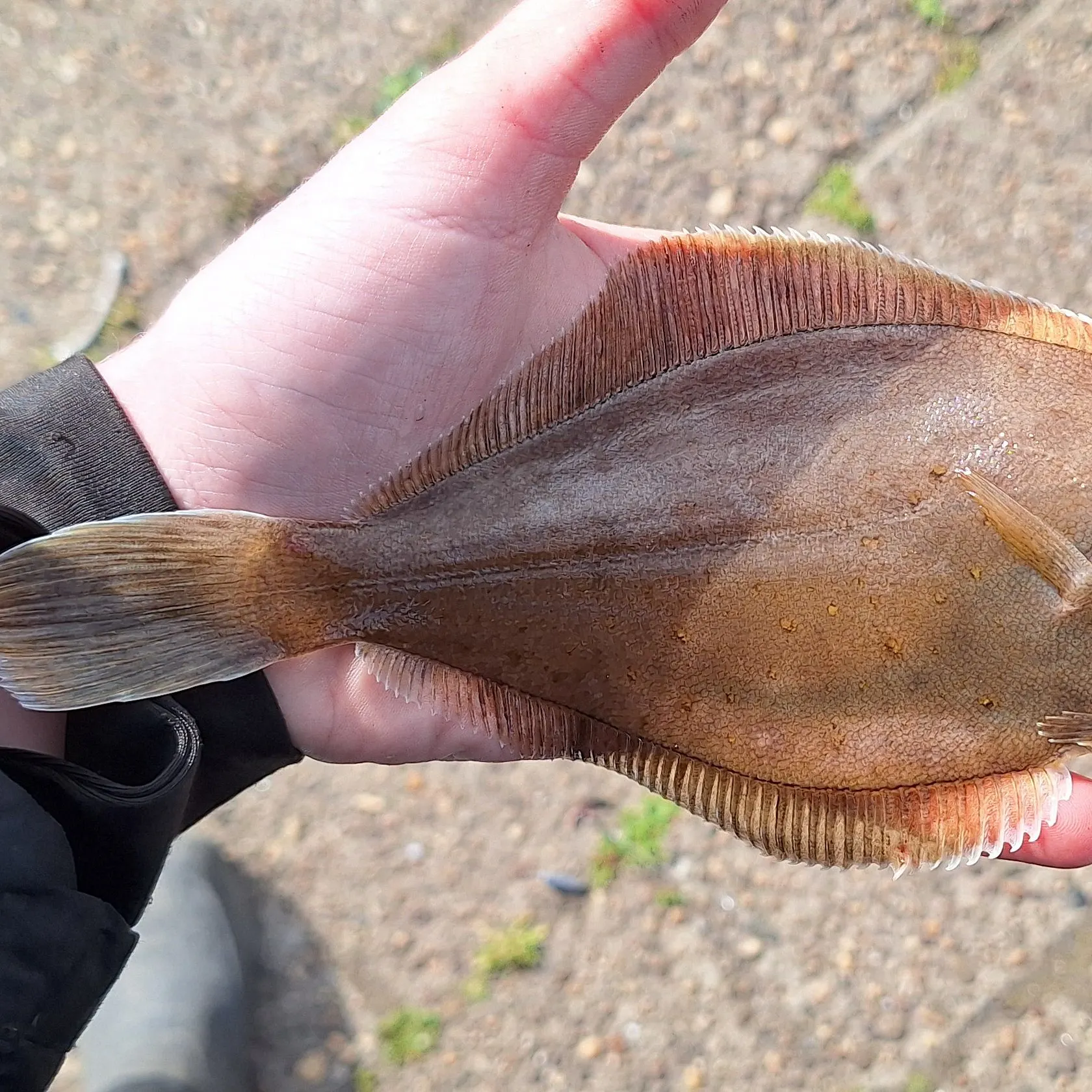 The most recent Common dab catches on Fishbrain
