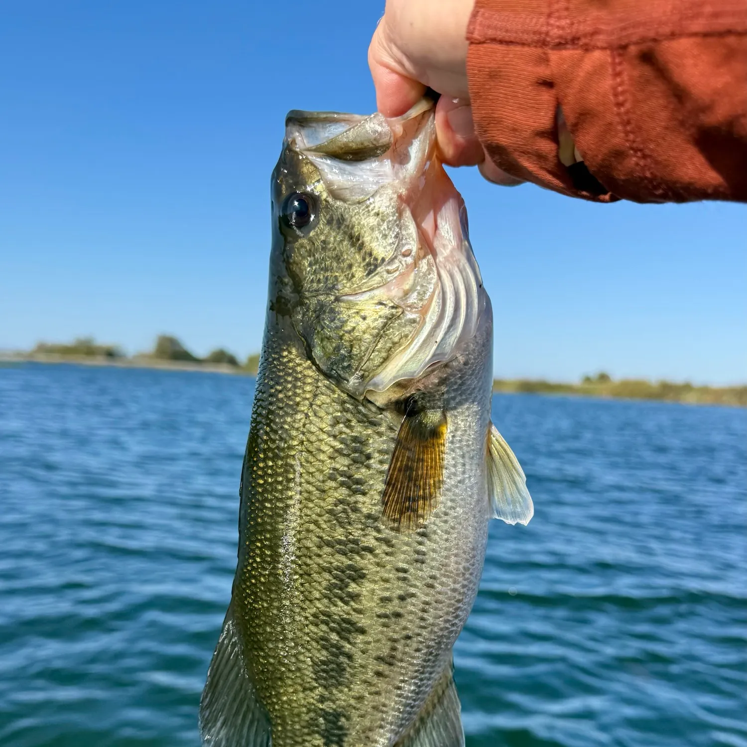 Largemouth bass caught on Fishbrain