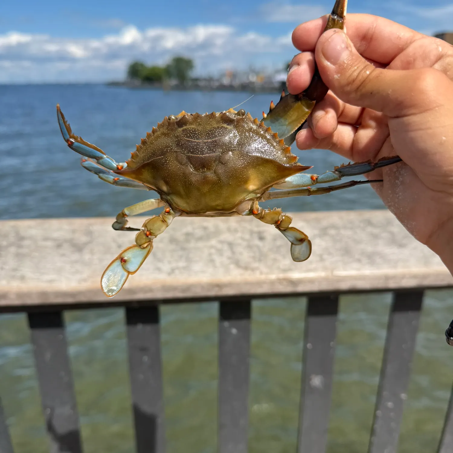Blue crab caught on Fishbrain