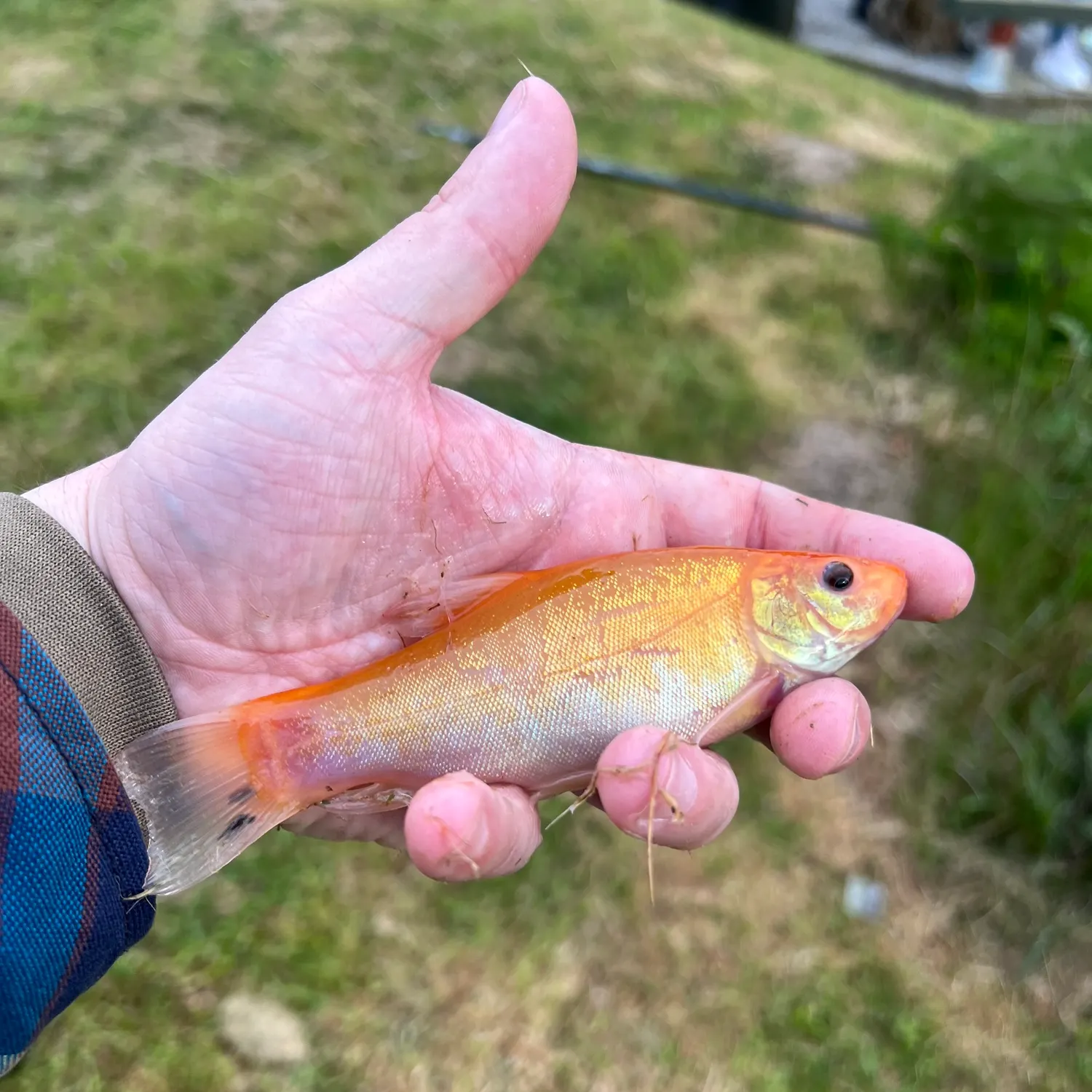 most liked catch image