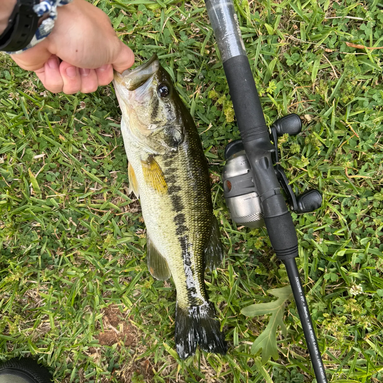 Largemouth bass caught on Fishbrain