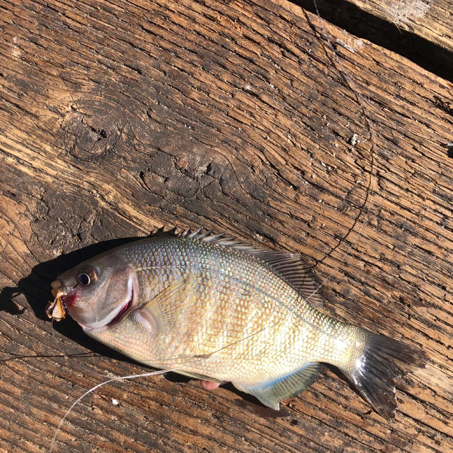 The most recent Barred rubberlip catches on Fishbrain