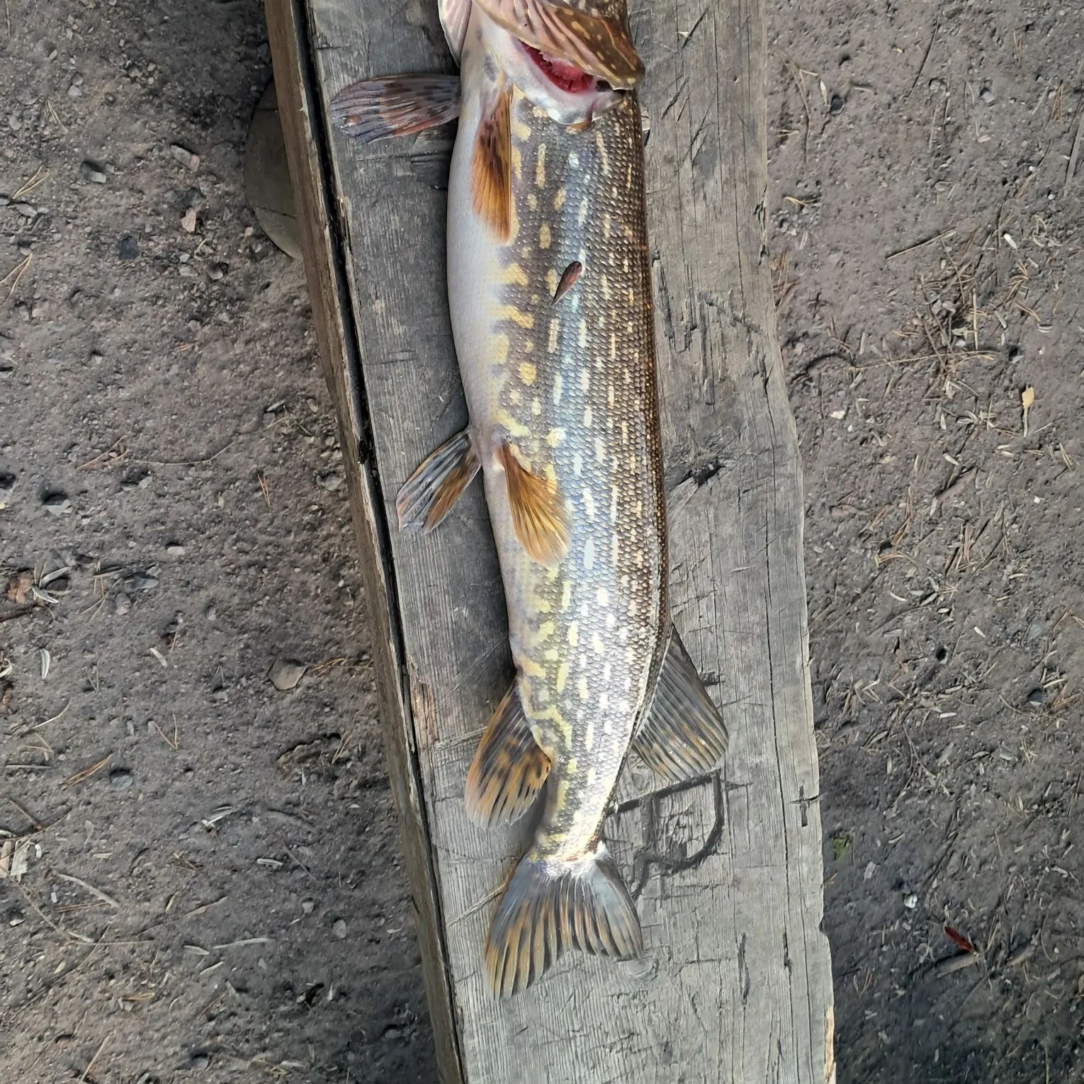 Northern pike caught on Fishbrain