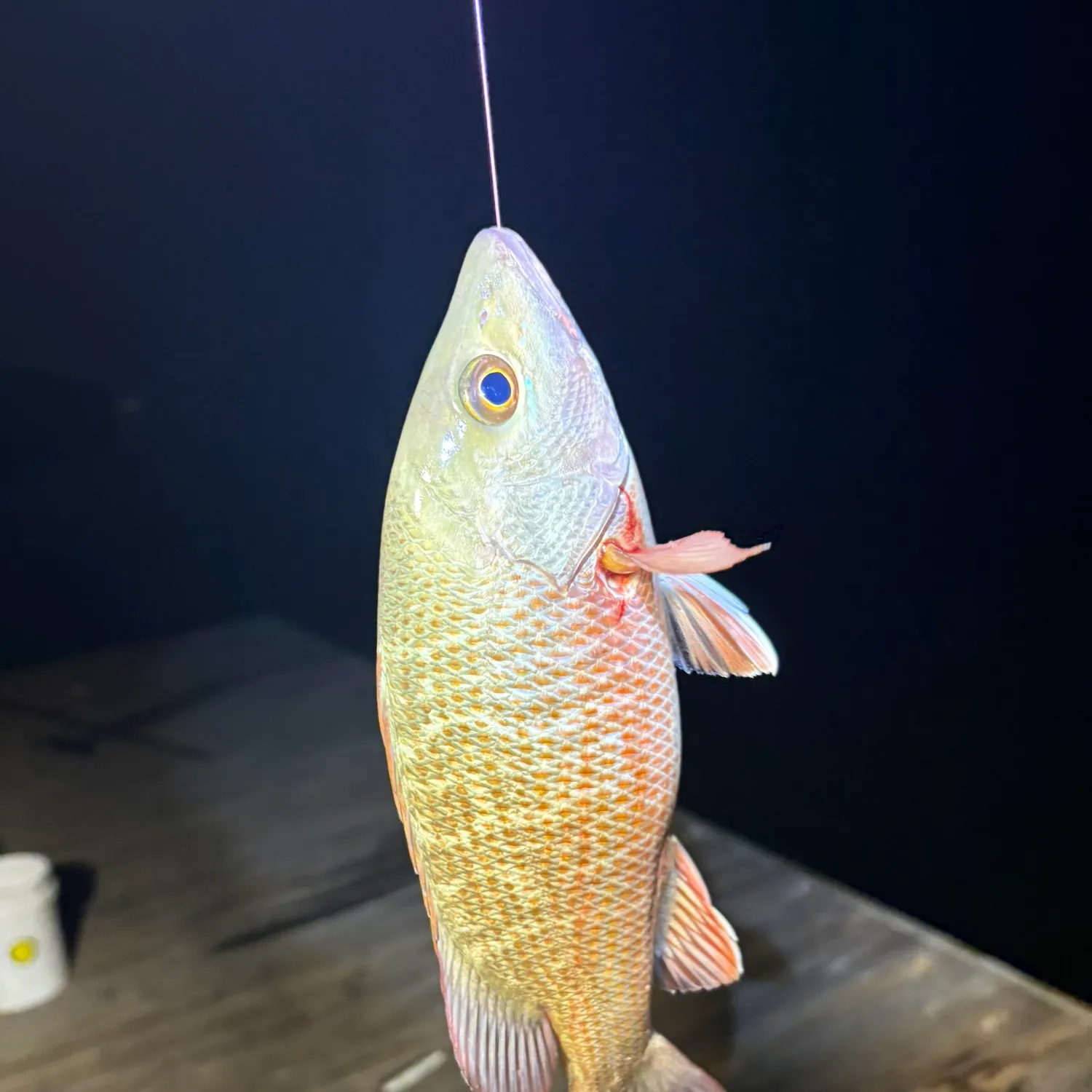 Mangrove snapper caught on Fishbrain