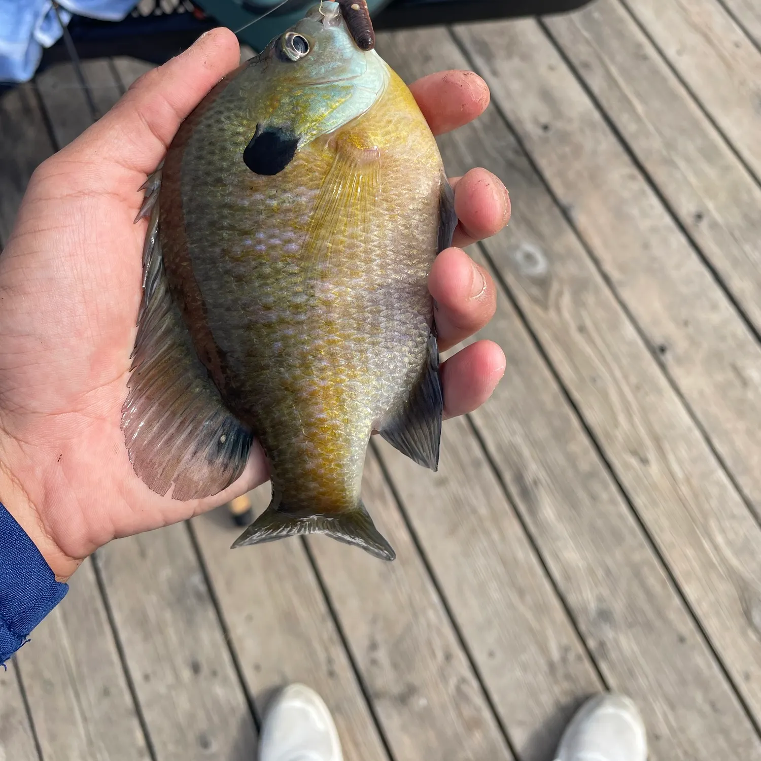Bluegill caught on Fishbrain