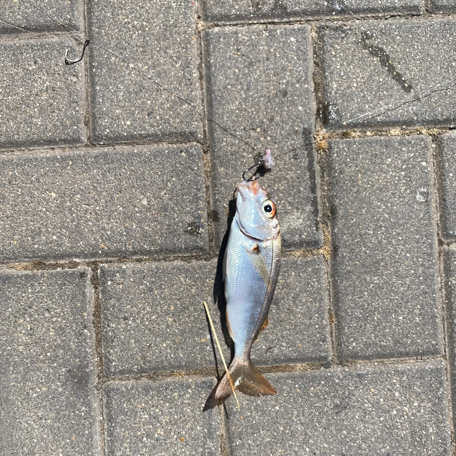 The most recent Blackspot seabream catches on Fishbrain