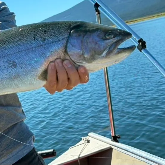 The most recent Great basin redband trout catches on Fishbrain