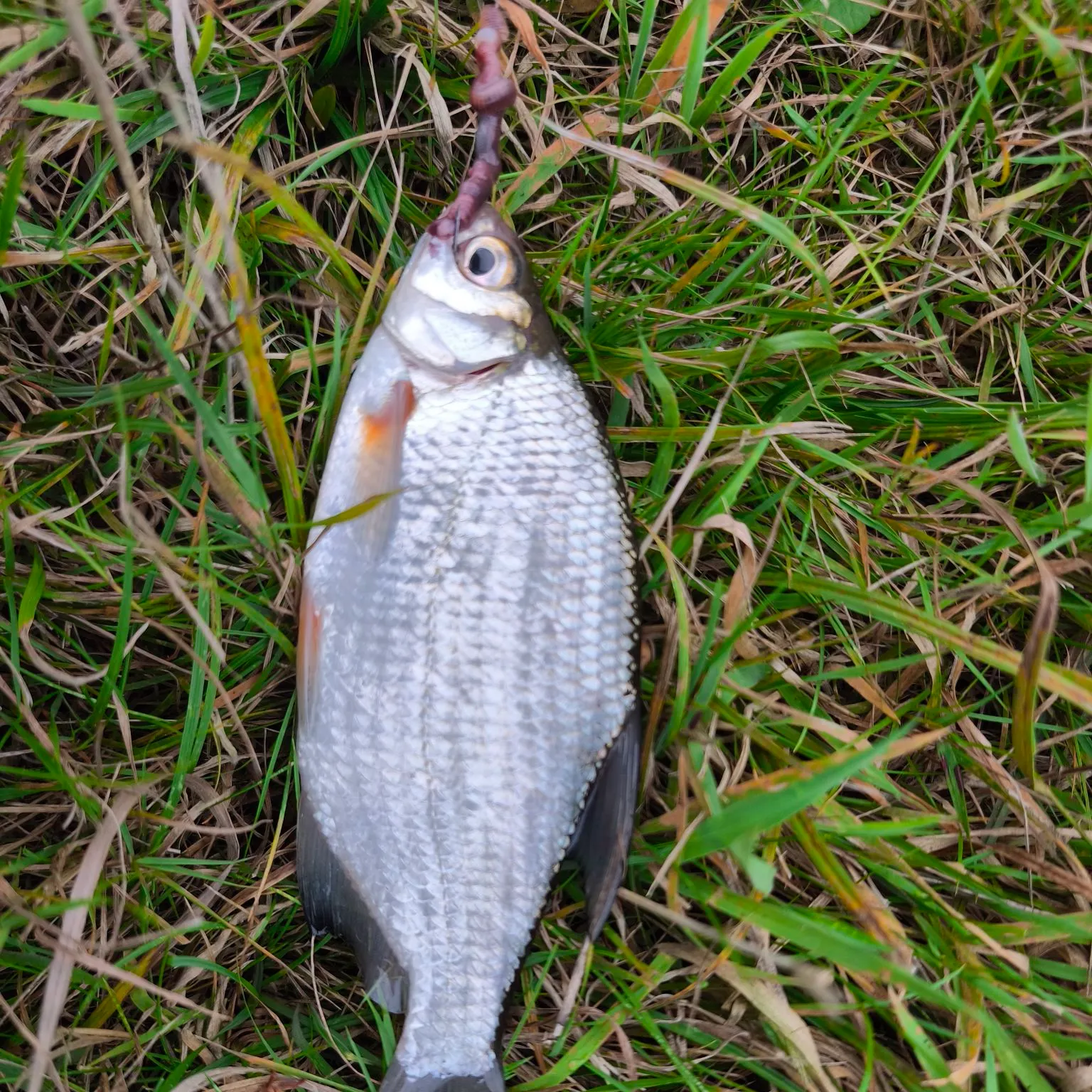 White bream caught on Fishbrain