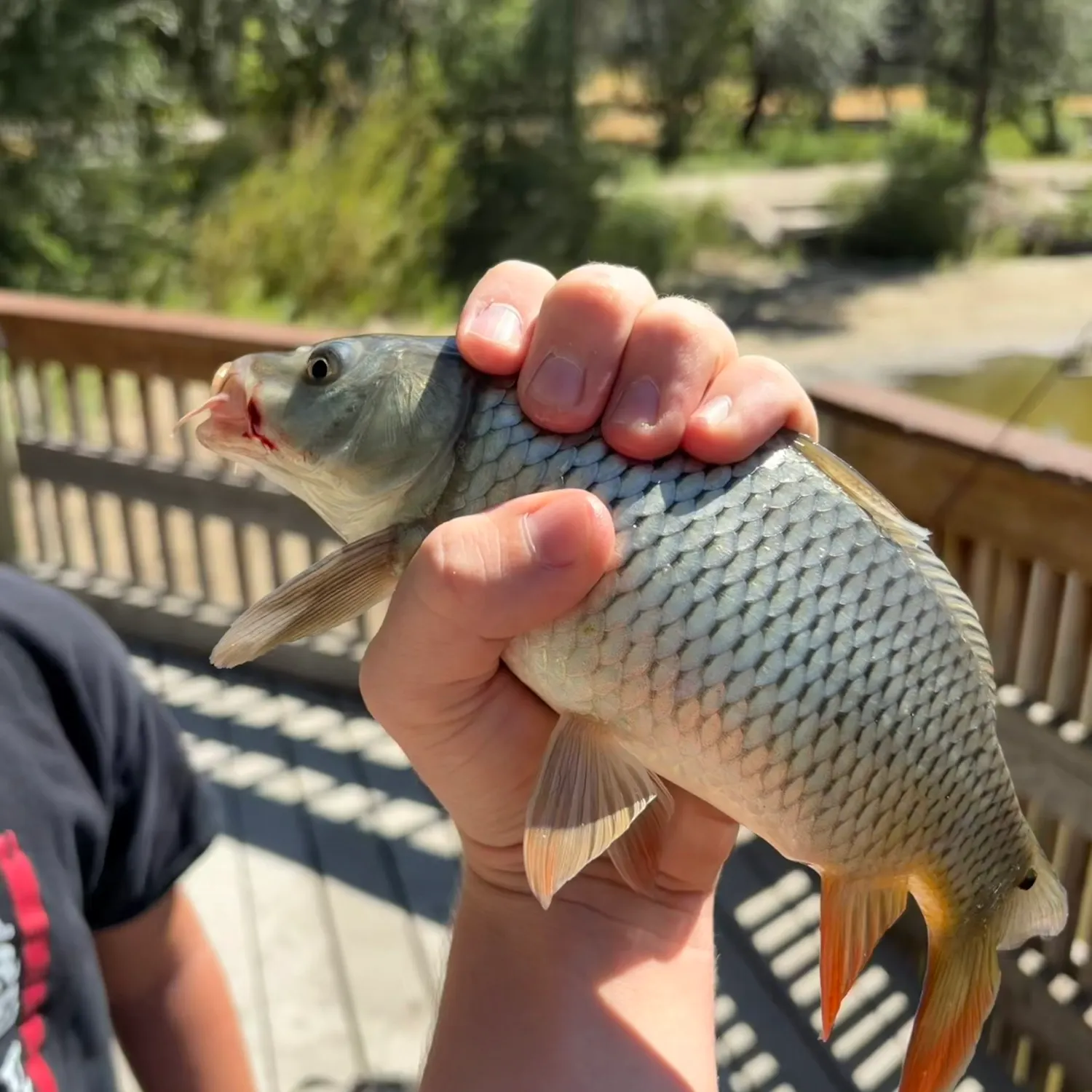 Common carp caught on Fishbrain