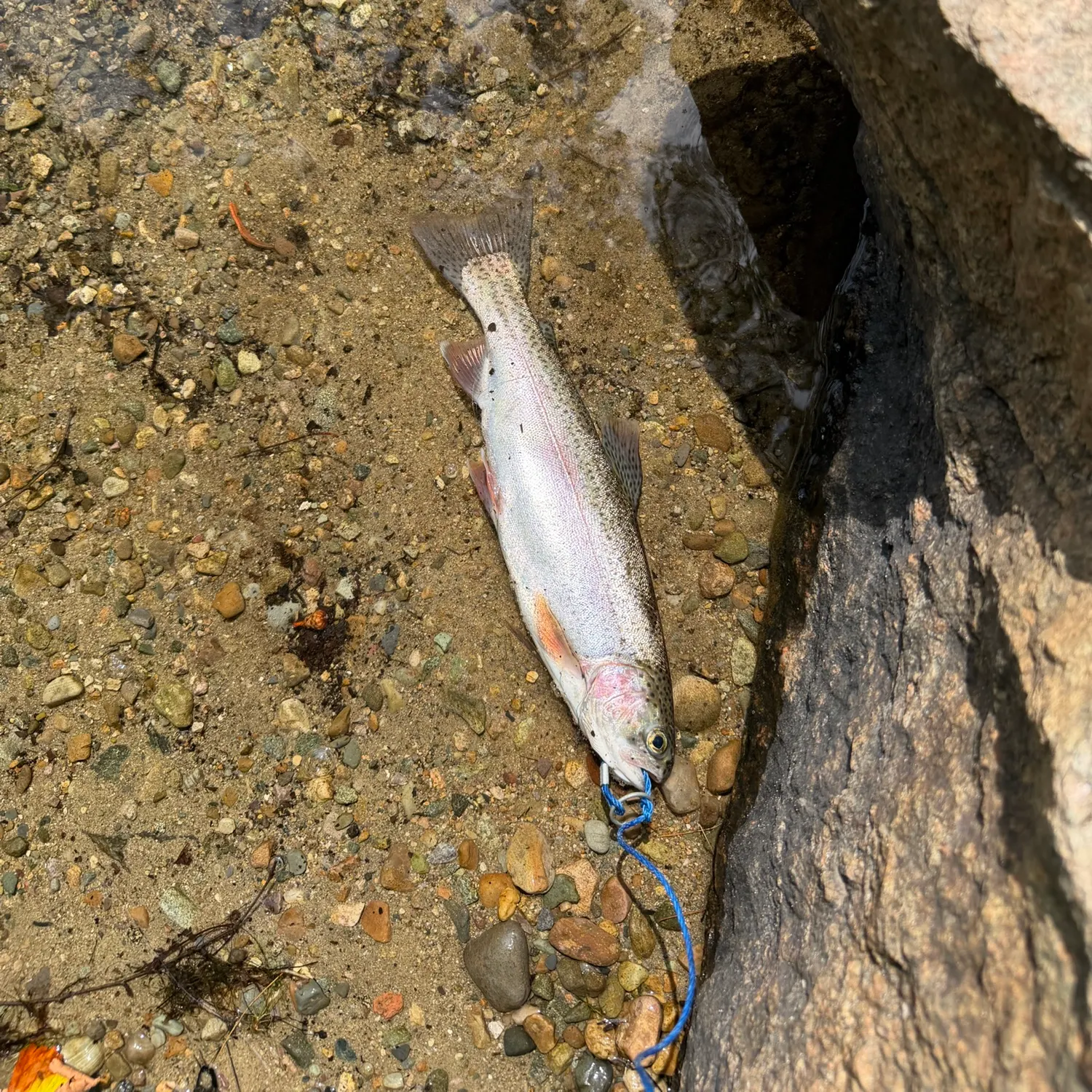 The most recent Rainbow trout catches on Fishbrain