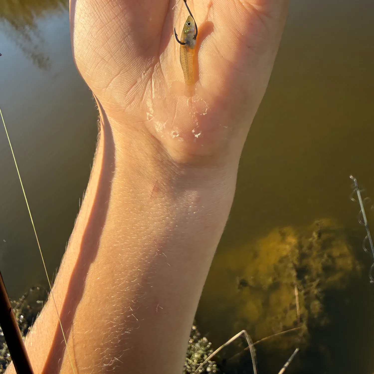 The most recent Western mosquitofish catches on Fishbrain