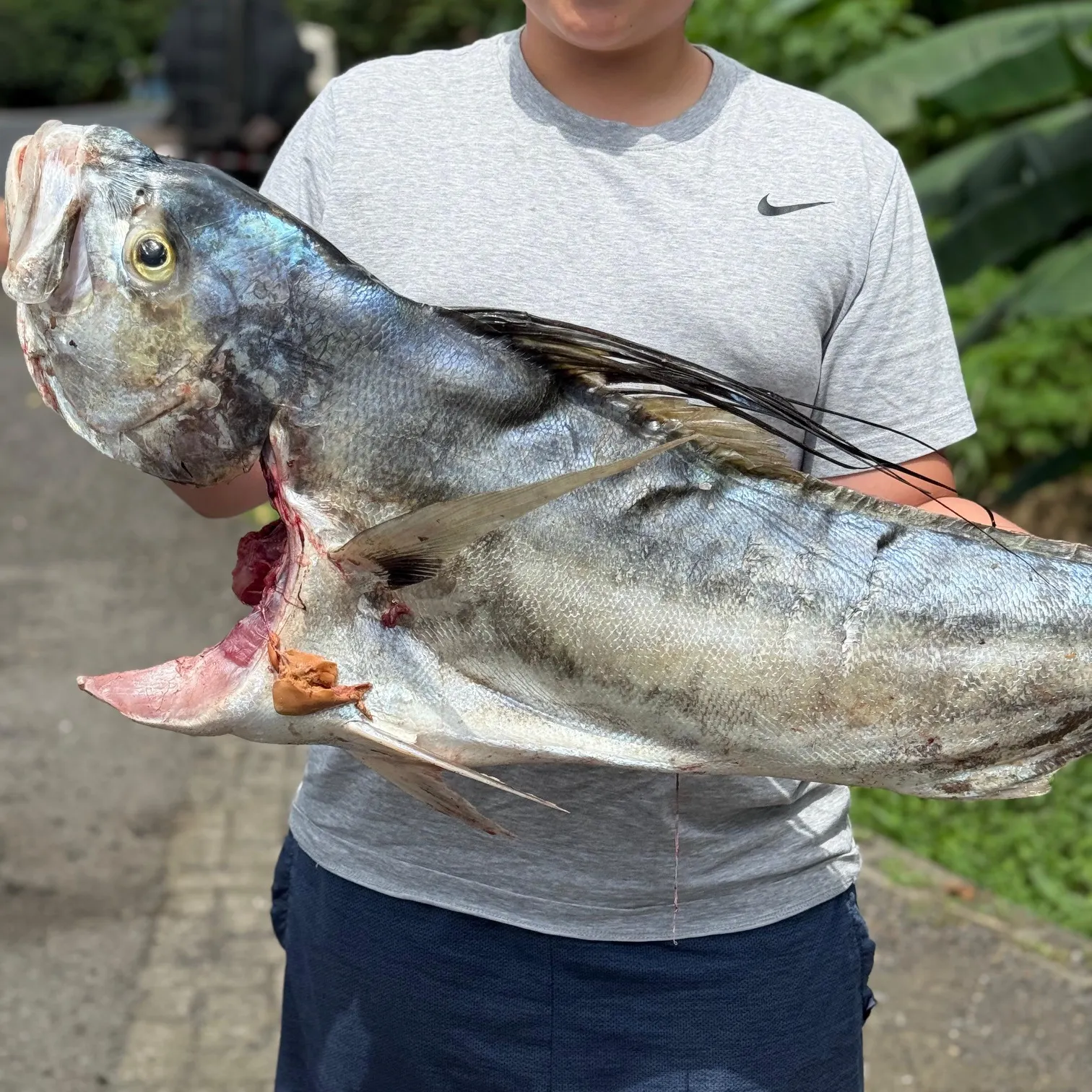 The most recent Roosterfish catches on Fishbrain