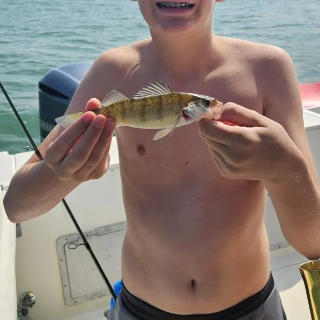 Yellow perch caught on Fishbrain