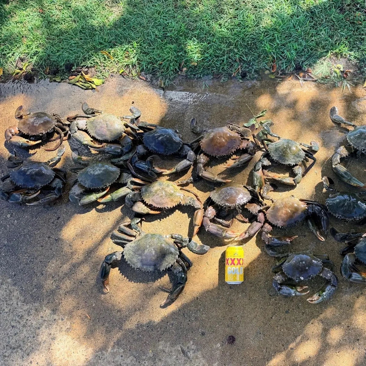 The most recent Giant mud crab catches on Fishbrain