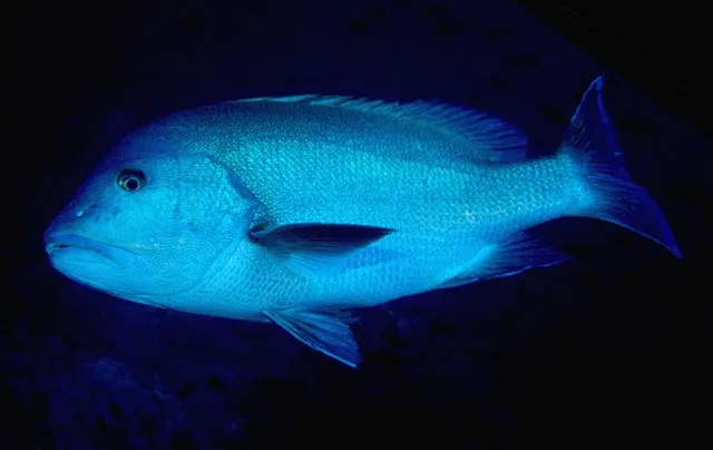 Blubberlip snapper