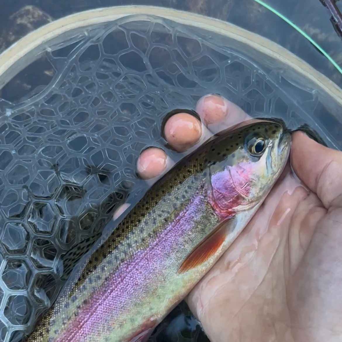 Rainbow trout caught on Fishbrain