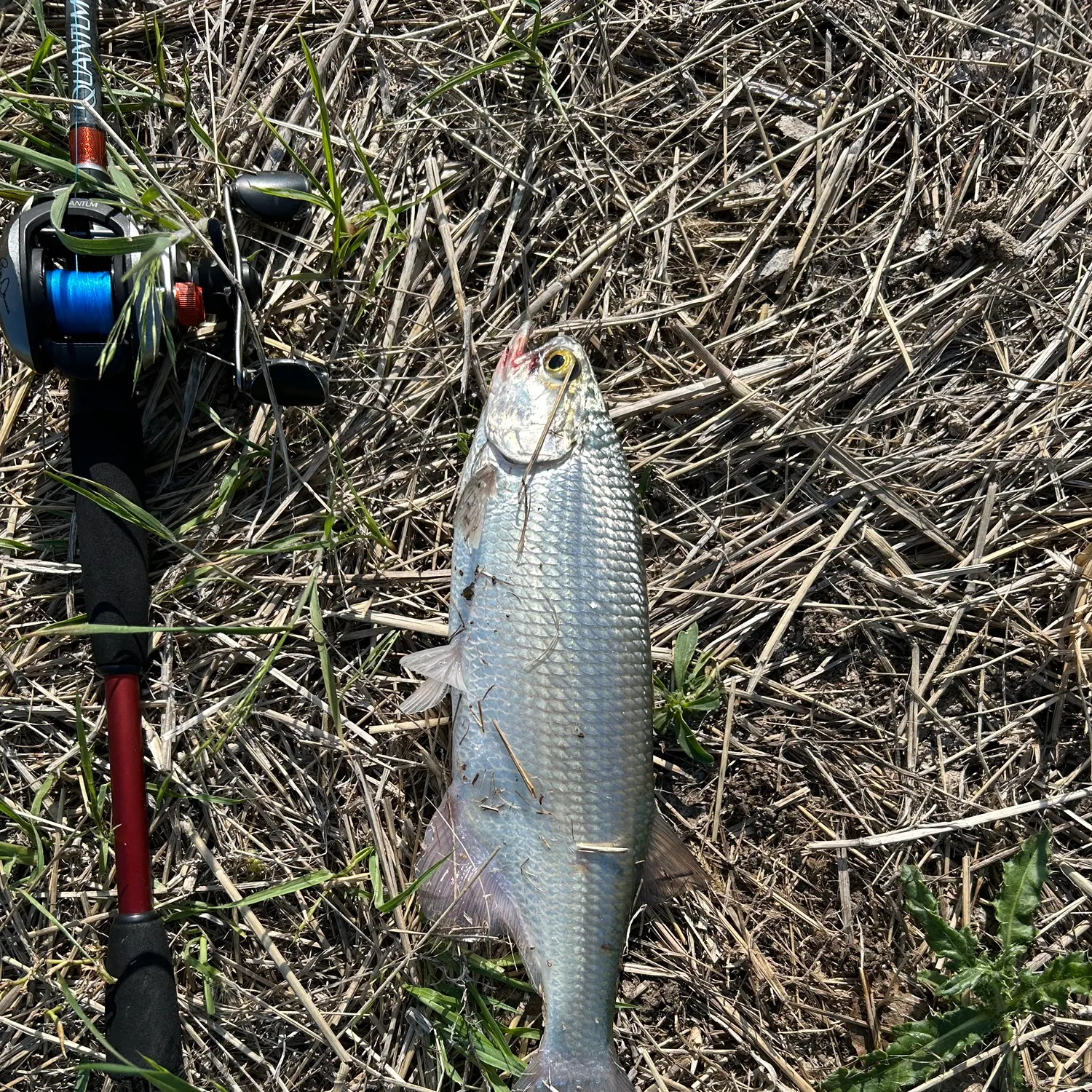The most recent Skipjack herring catches on Fishbrain
