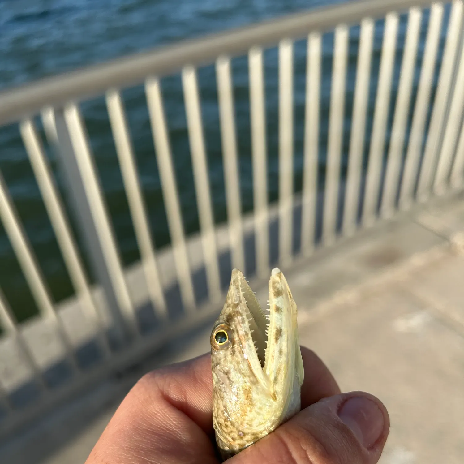 The most recent Inshore lizardfish catches on Fishbrain