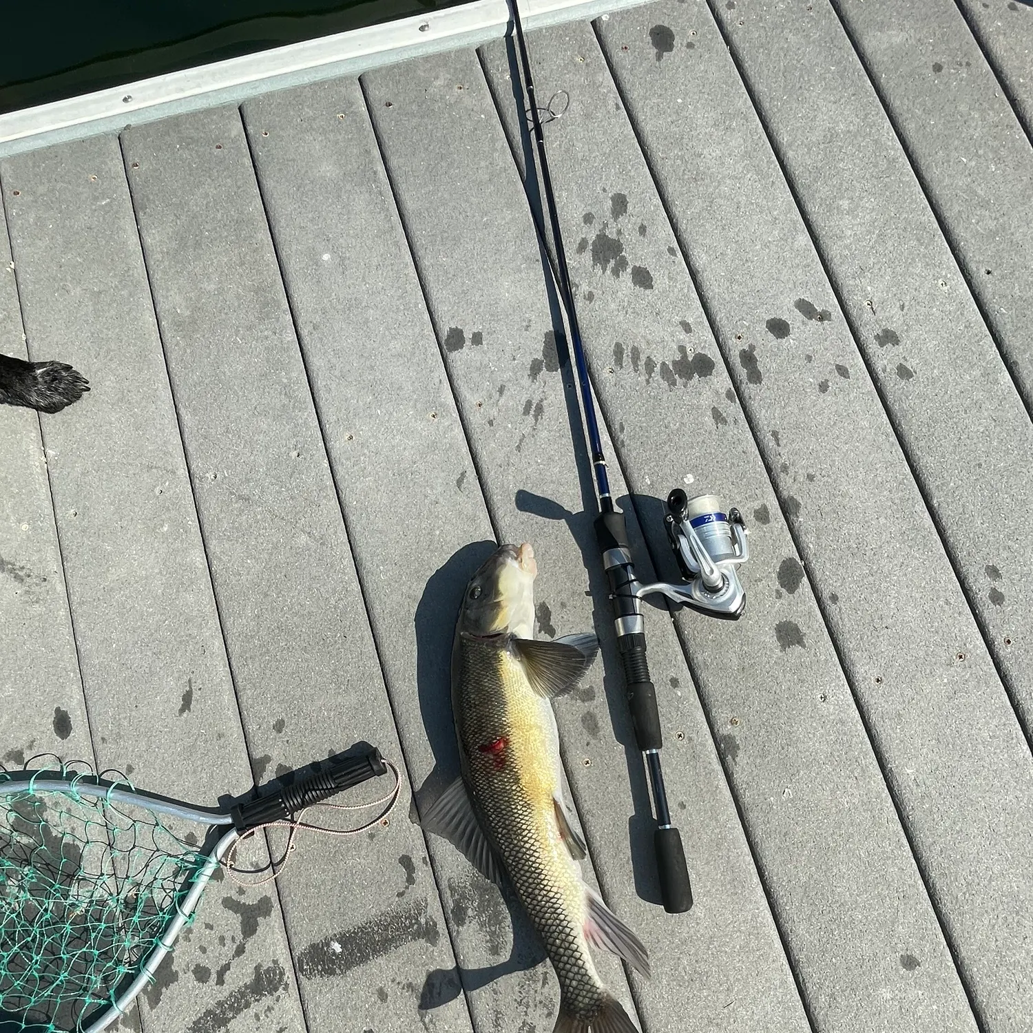 The most recent Largescale sucker catches on Fishbrain