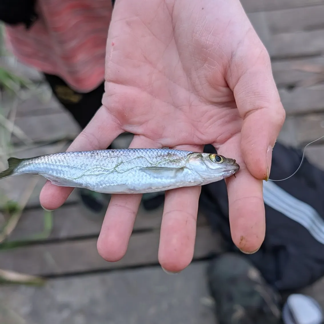 Common dace caught on Fishbrain