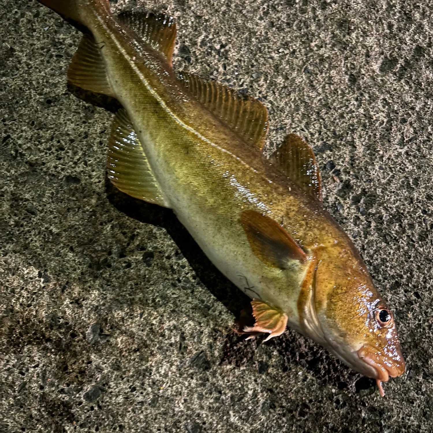 The most recent Atlantic cod catches on Fishbrain