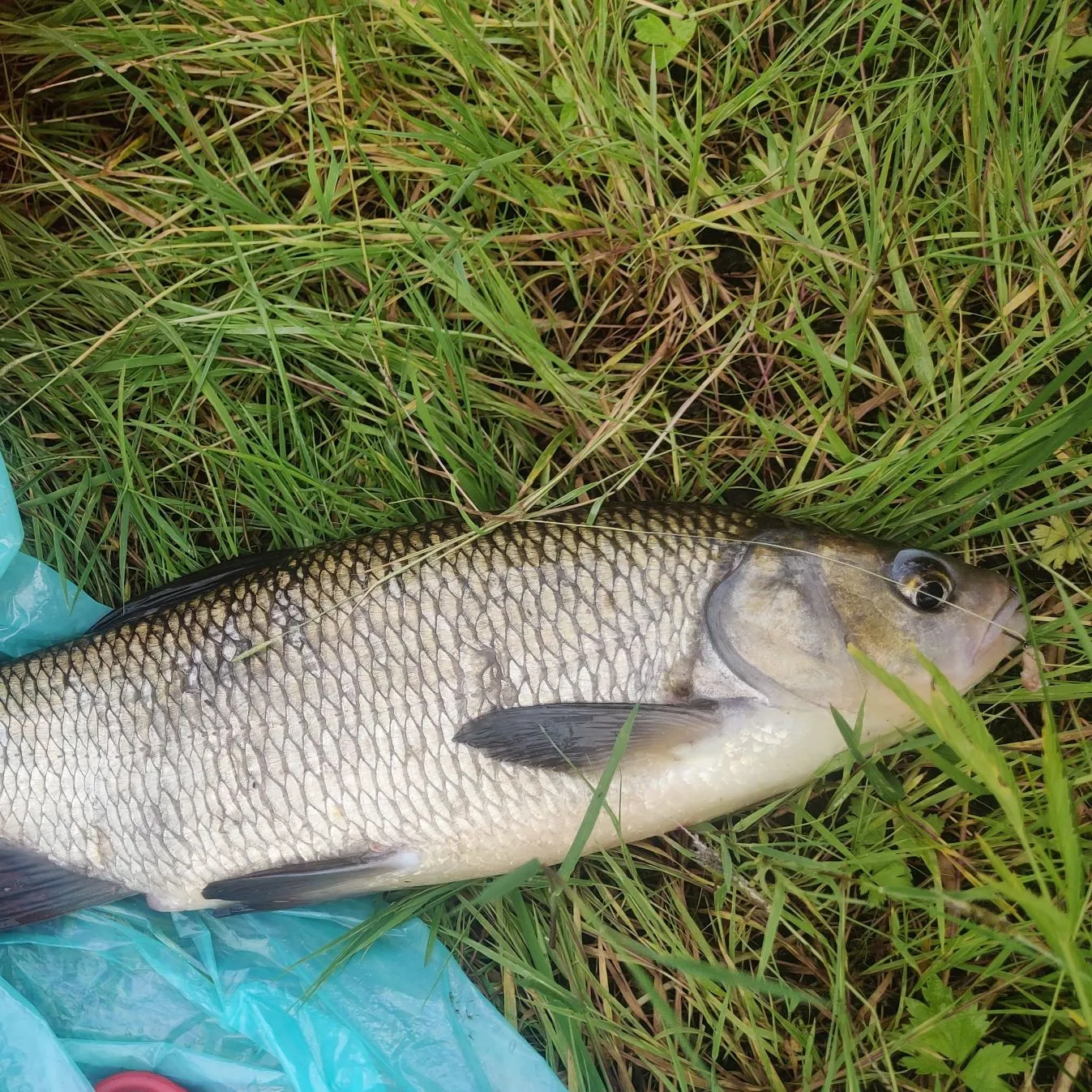 Ide caught on Fishbrain