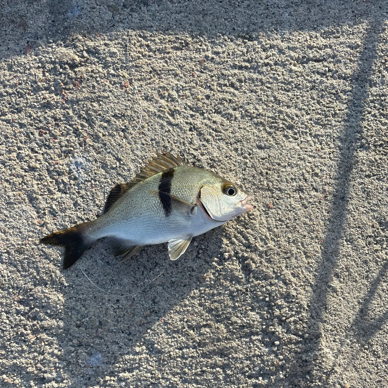 The most recent Sargo catches on Fishbrain