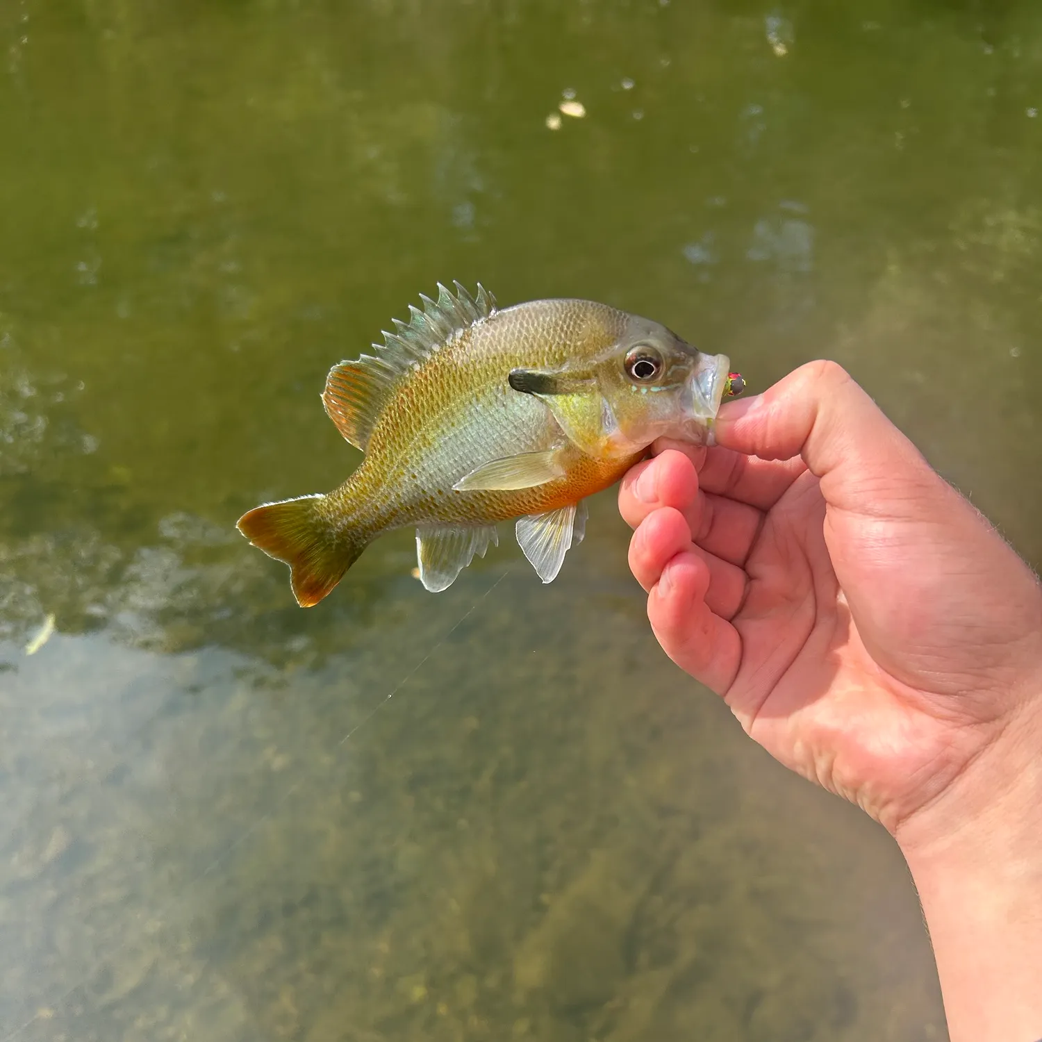 Redbreast sunfish caught on Fishbrain