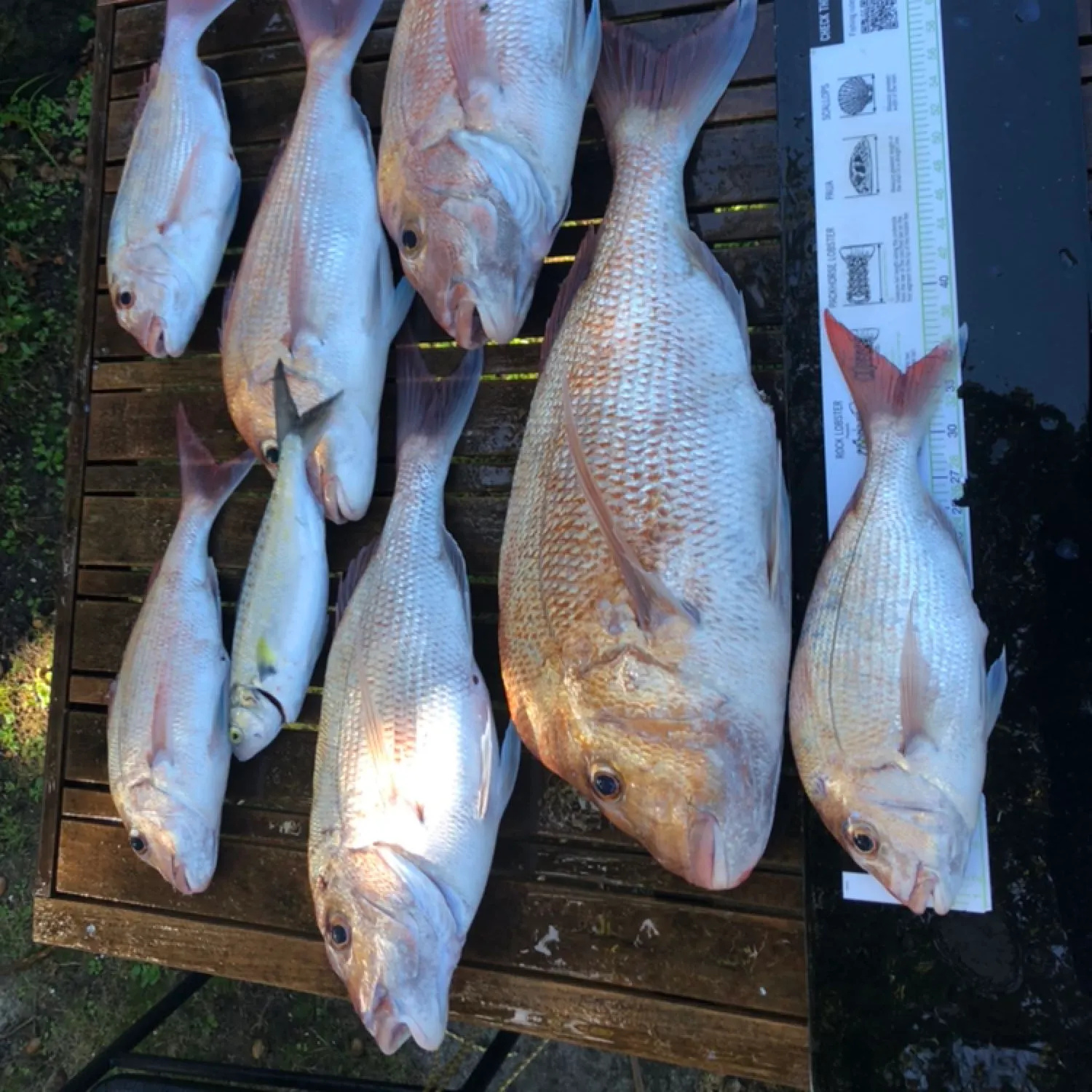 recently logged catches