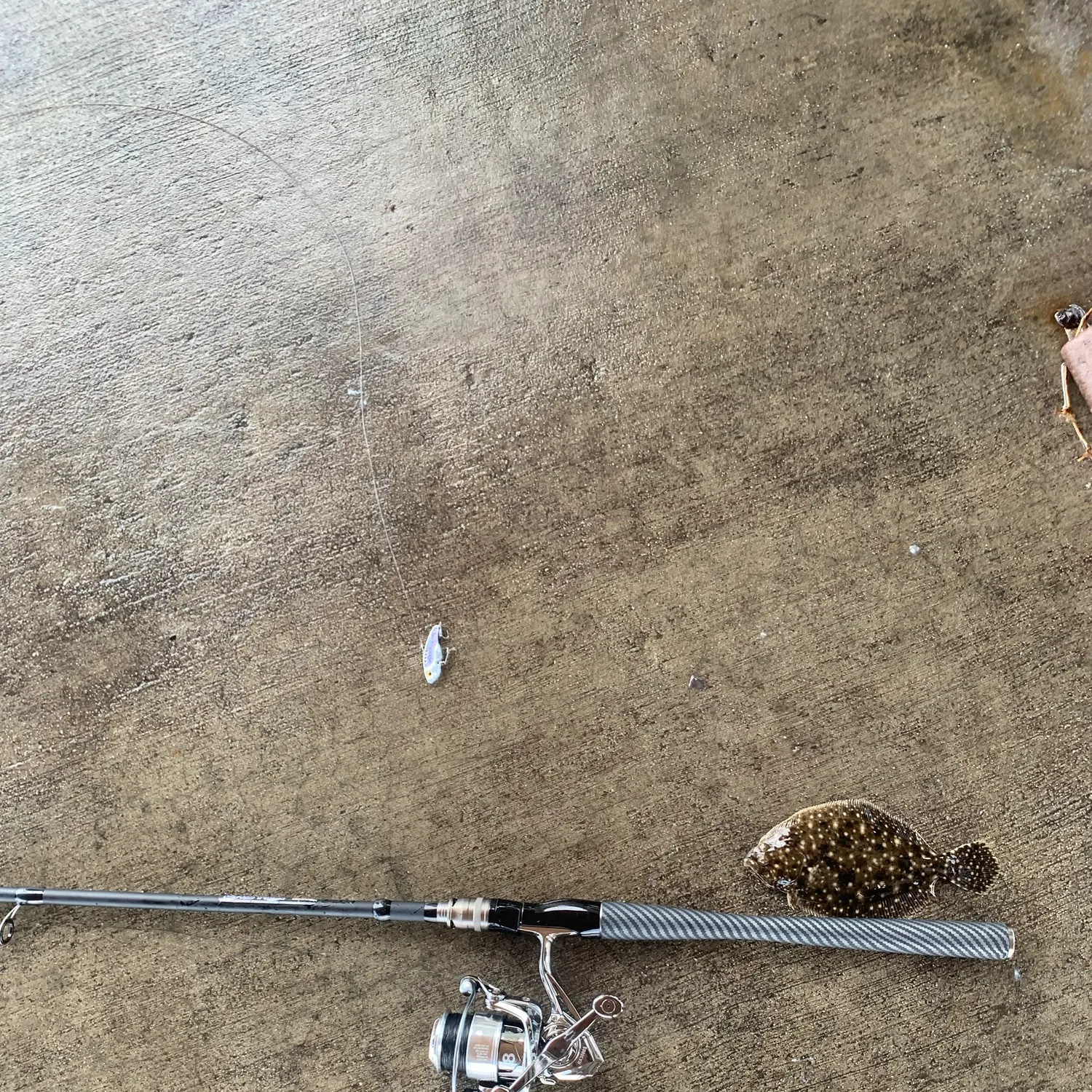The most recent Gulf flounder catches on Fishbrain
